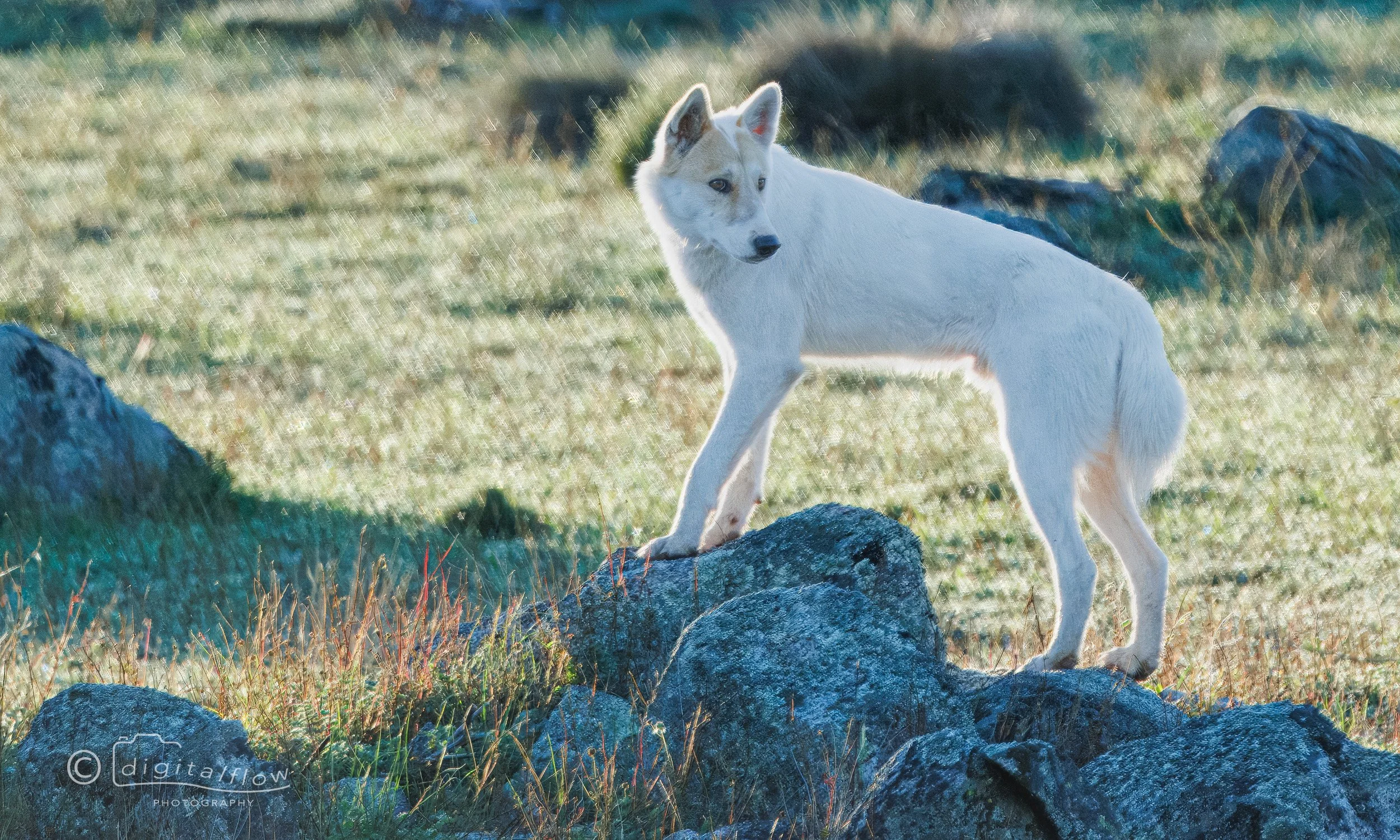 Australian Dingo (Alpine)
