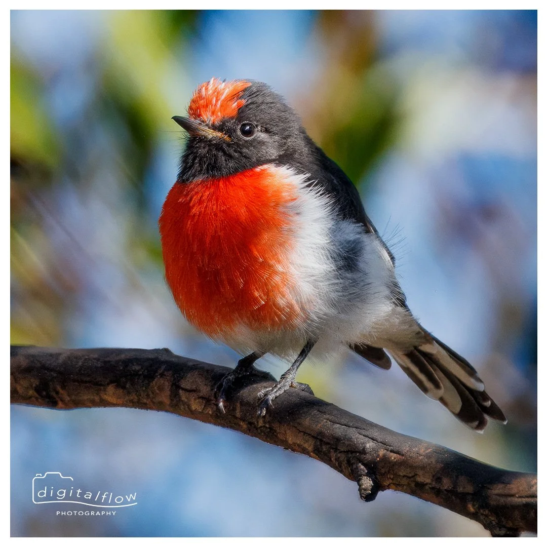 Red-capped Robin