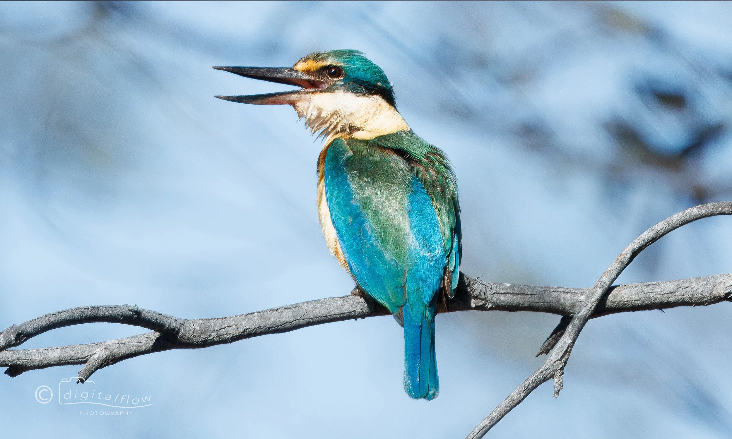 Sacred Kingfisher