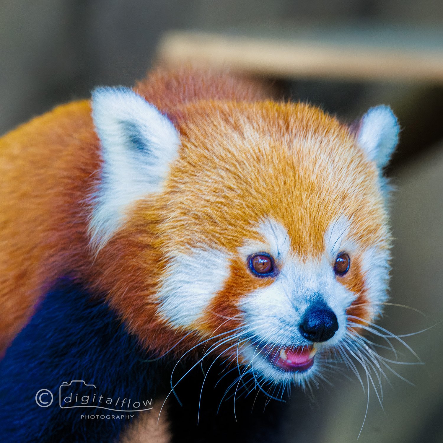 Red Panda