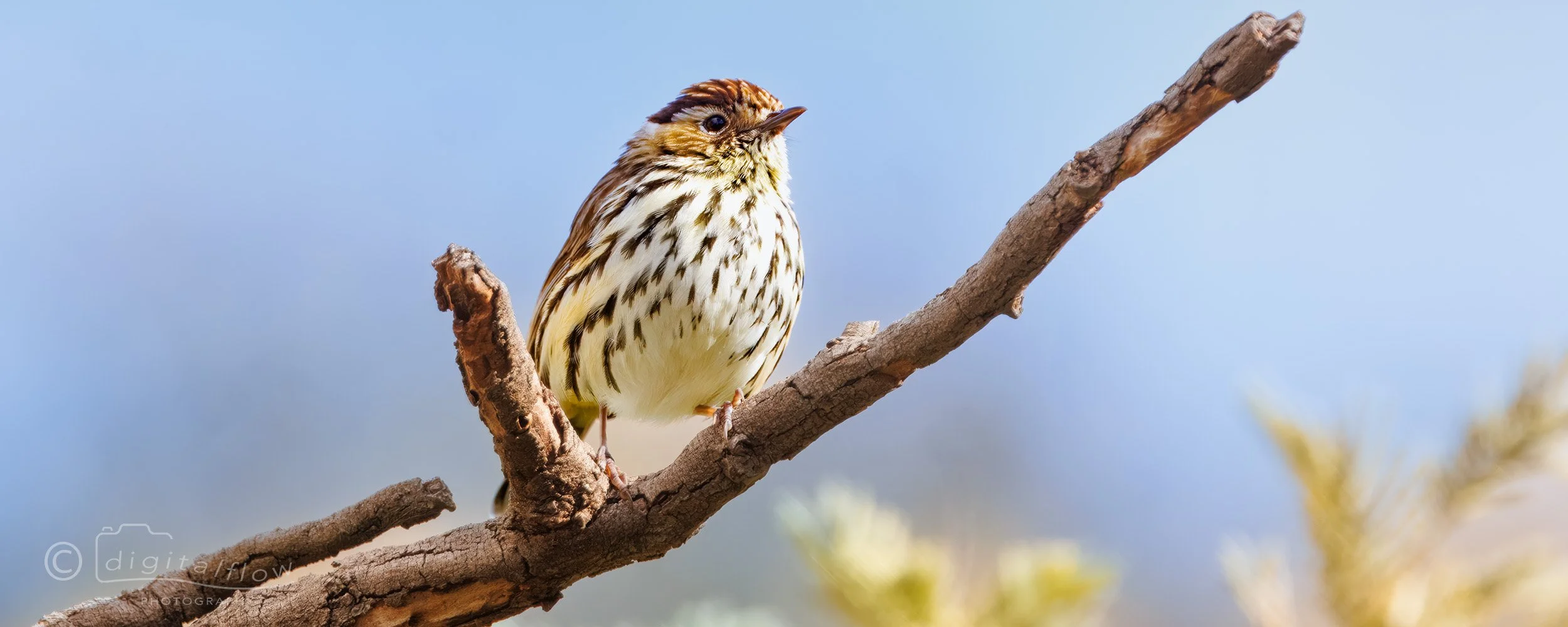 Speckled Warbler