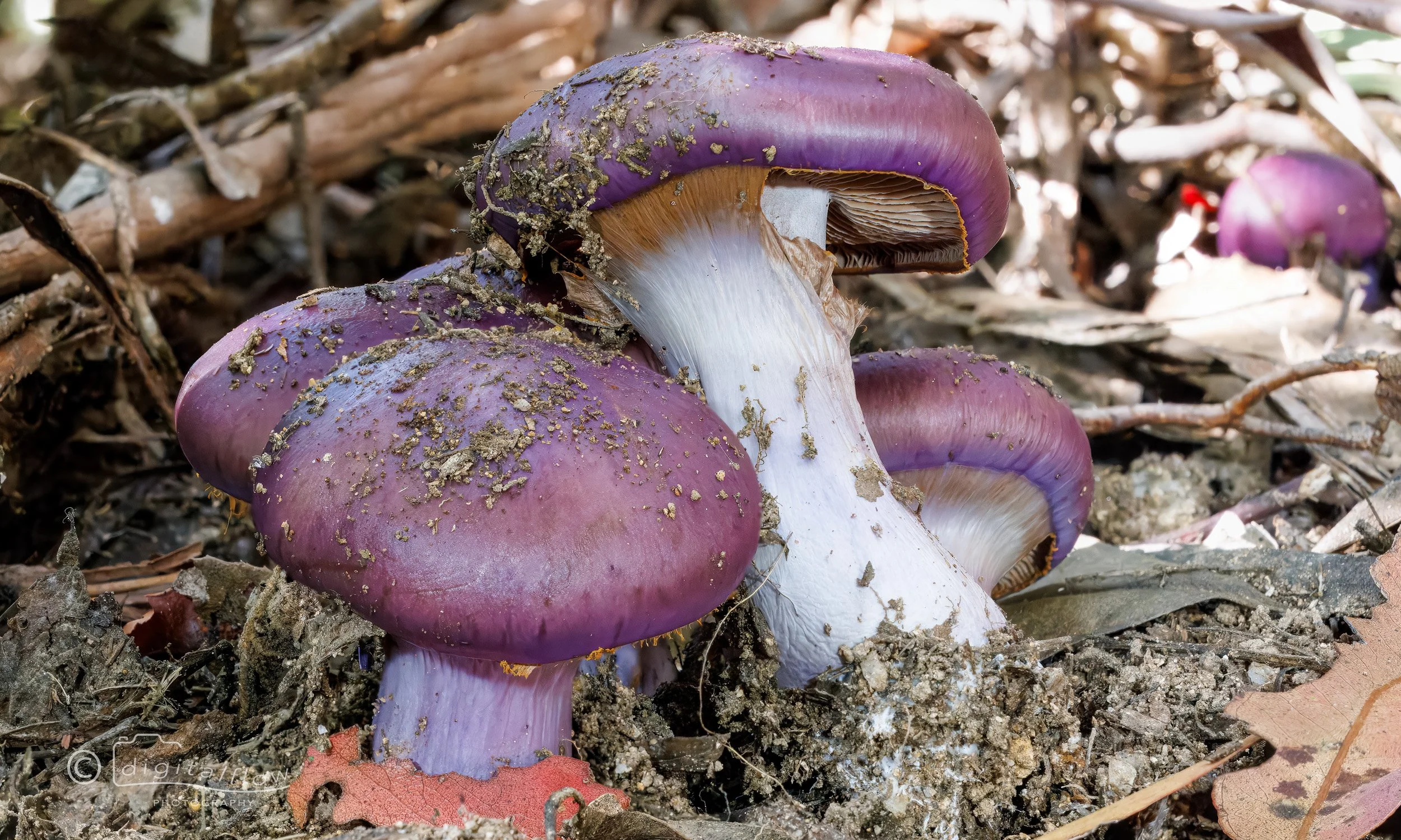 Purple Fungus