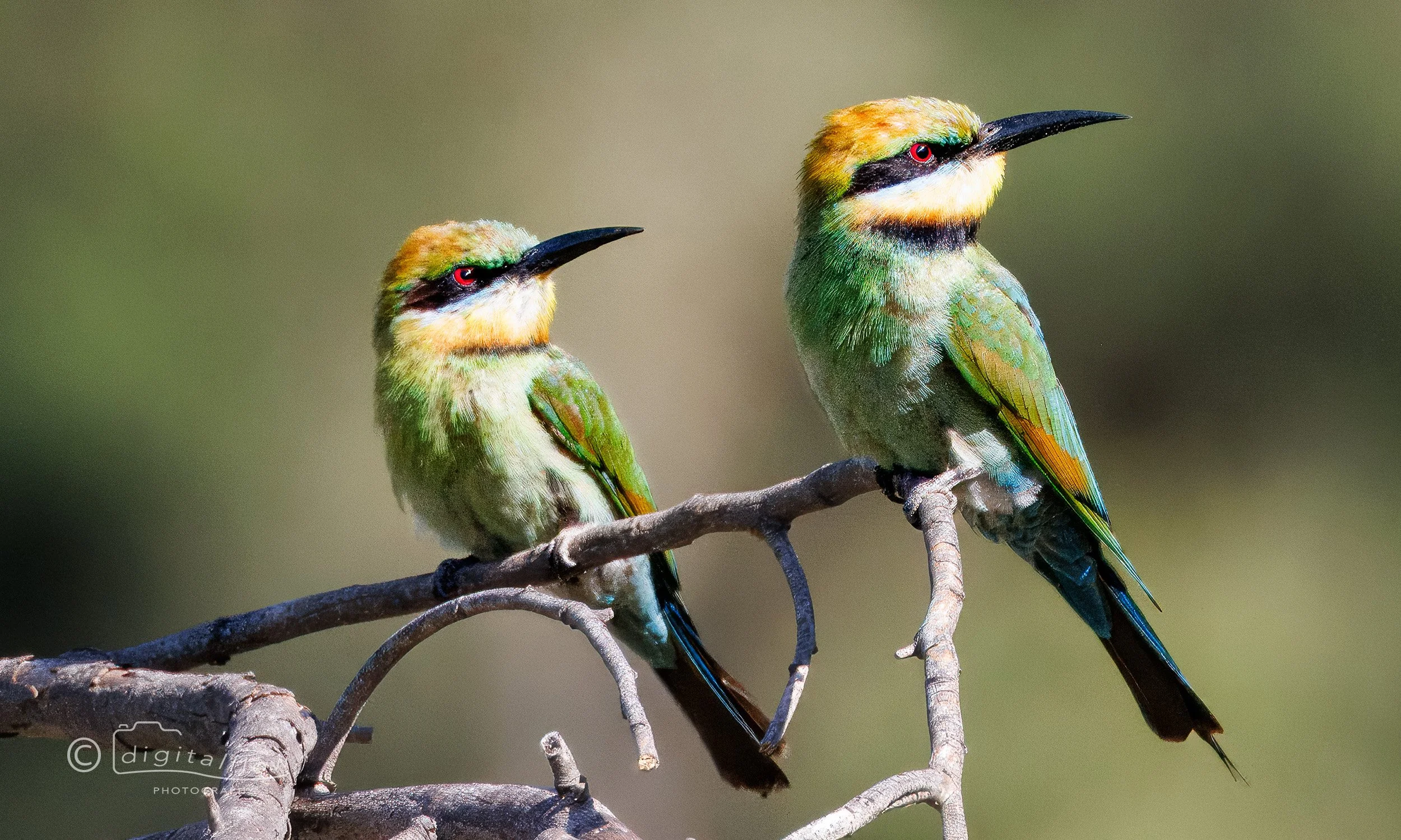 Rainbow Bee-eater