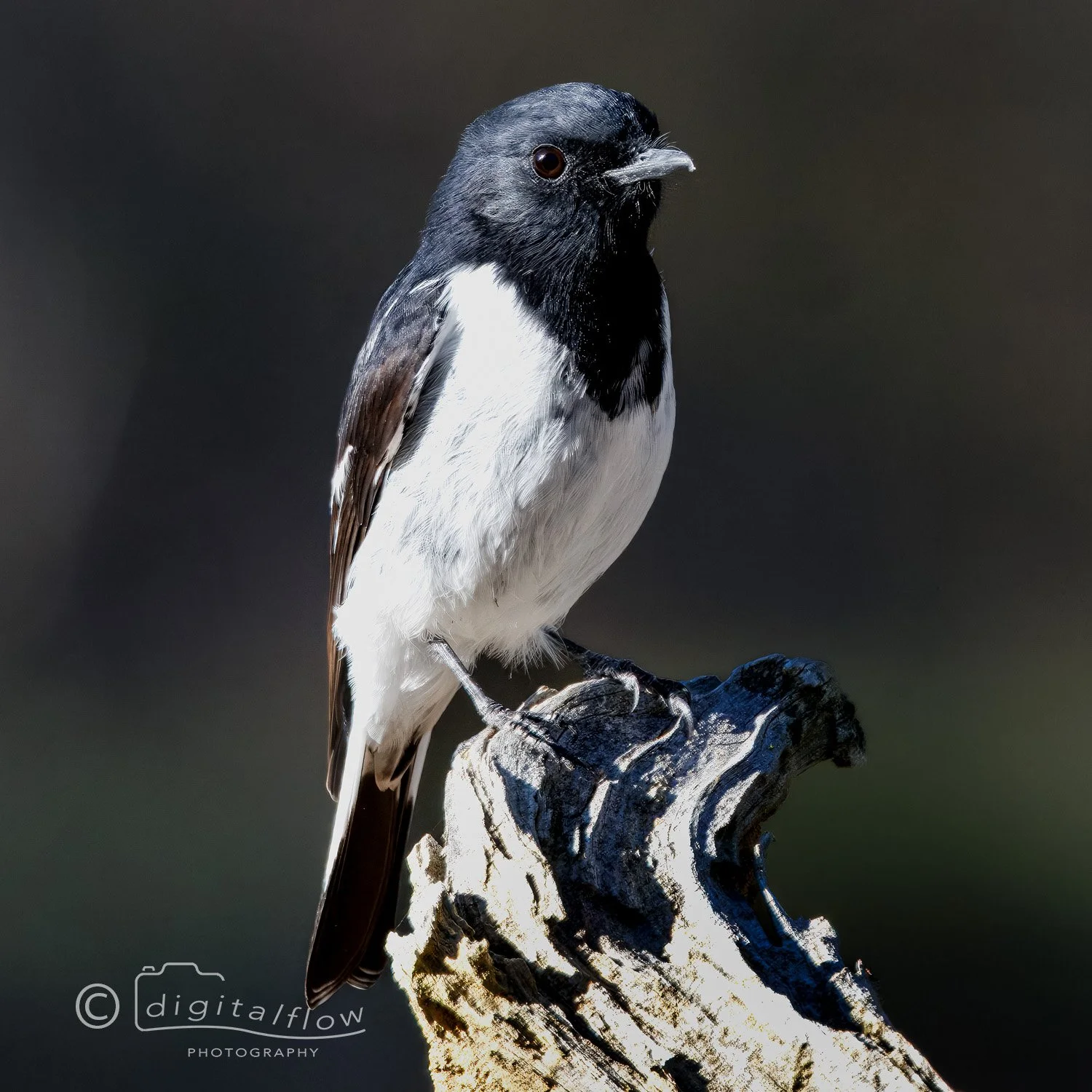 Hooded Robin - male