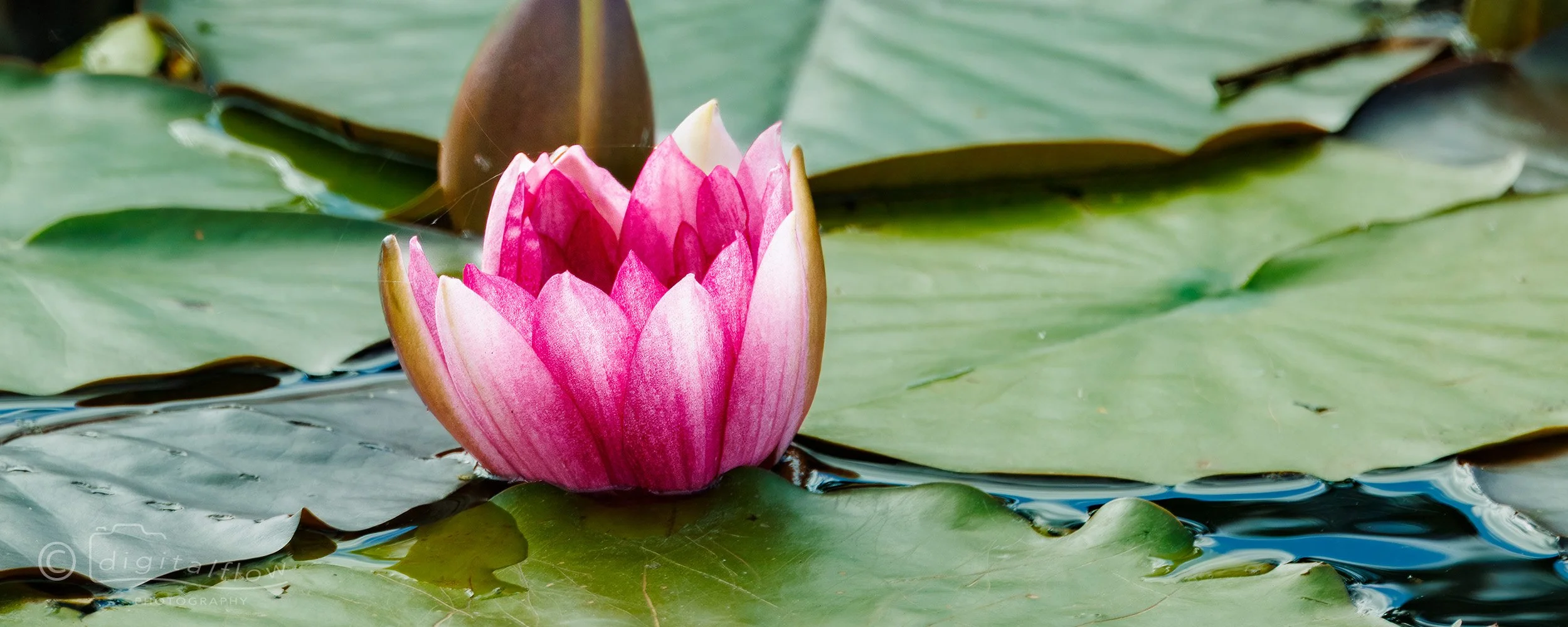 Pink Waterlily