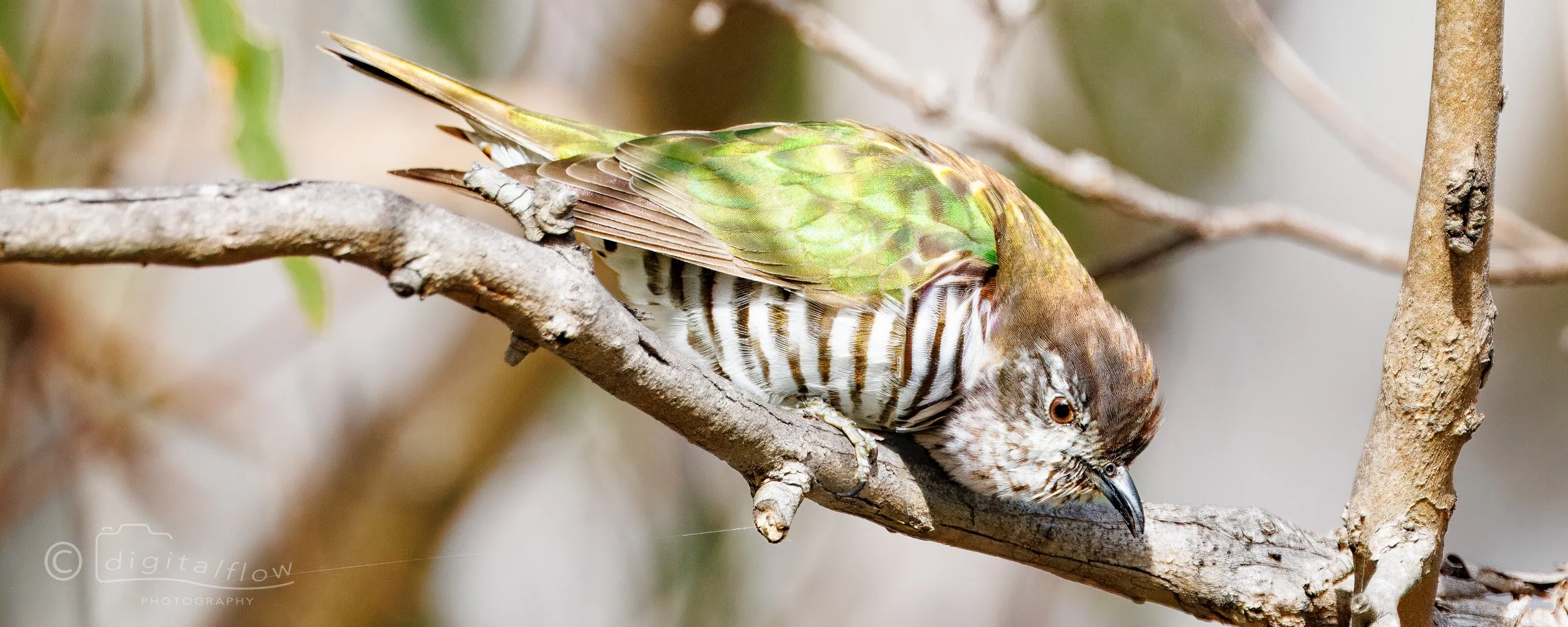 Shining Bronze-cuckoo