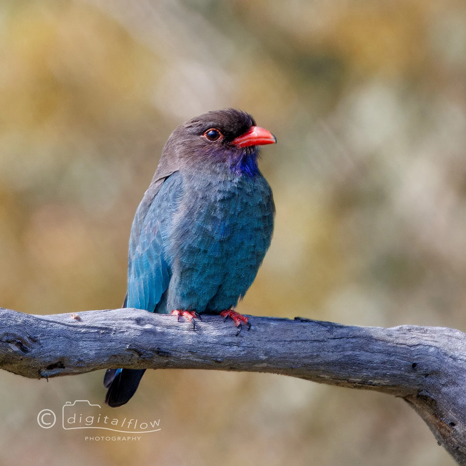 Dollarbird