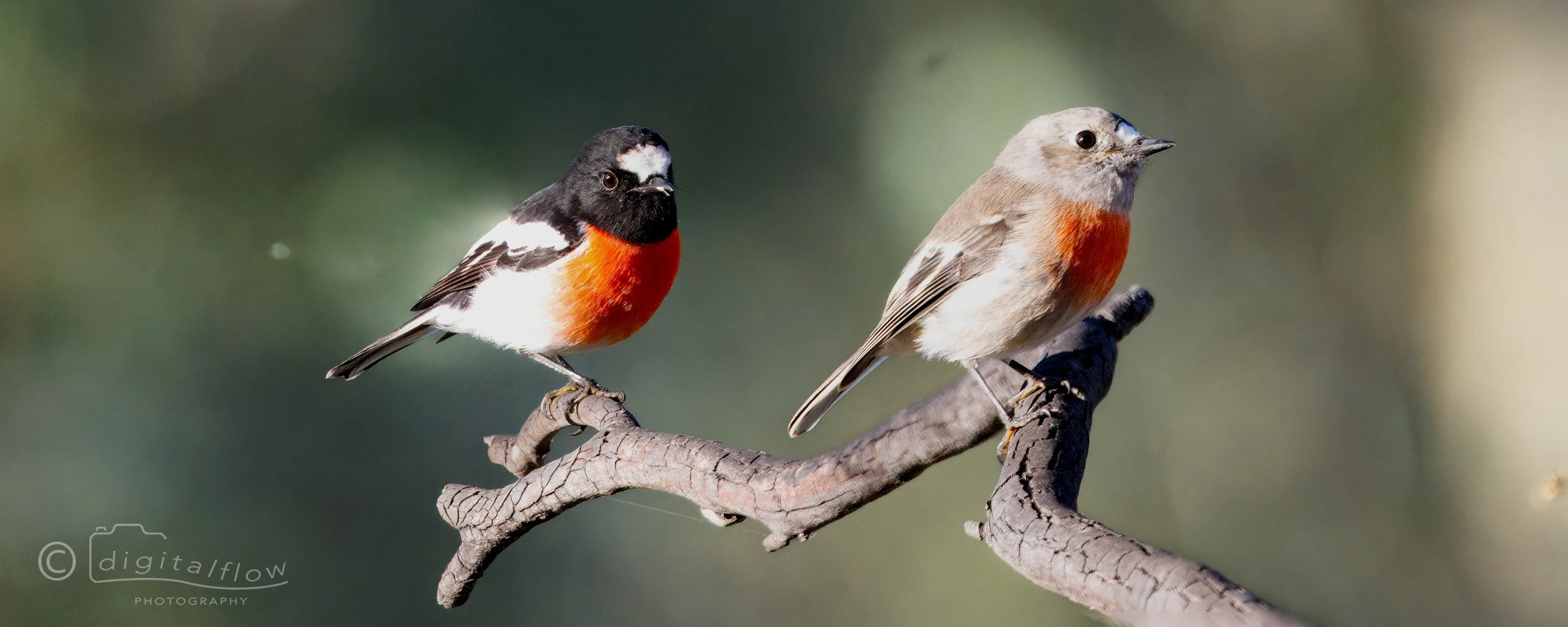 Mr and Mrs Scarlet Robin