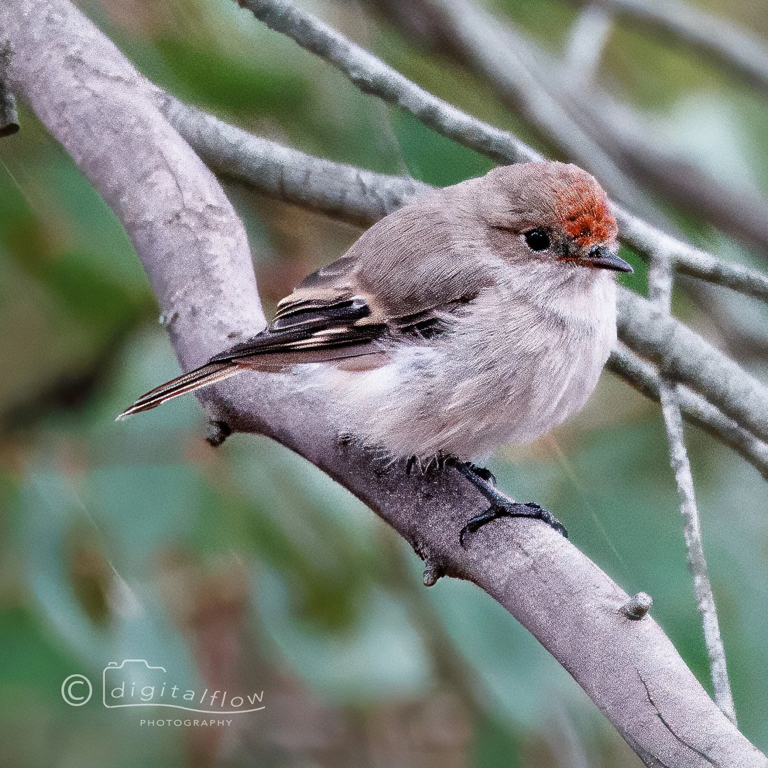 Red-capped Robin female