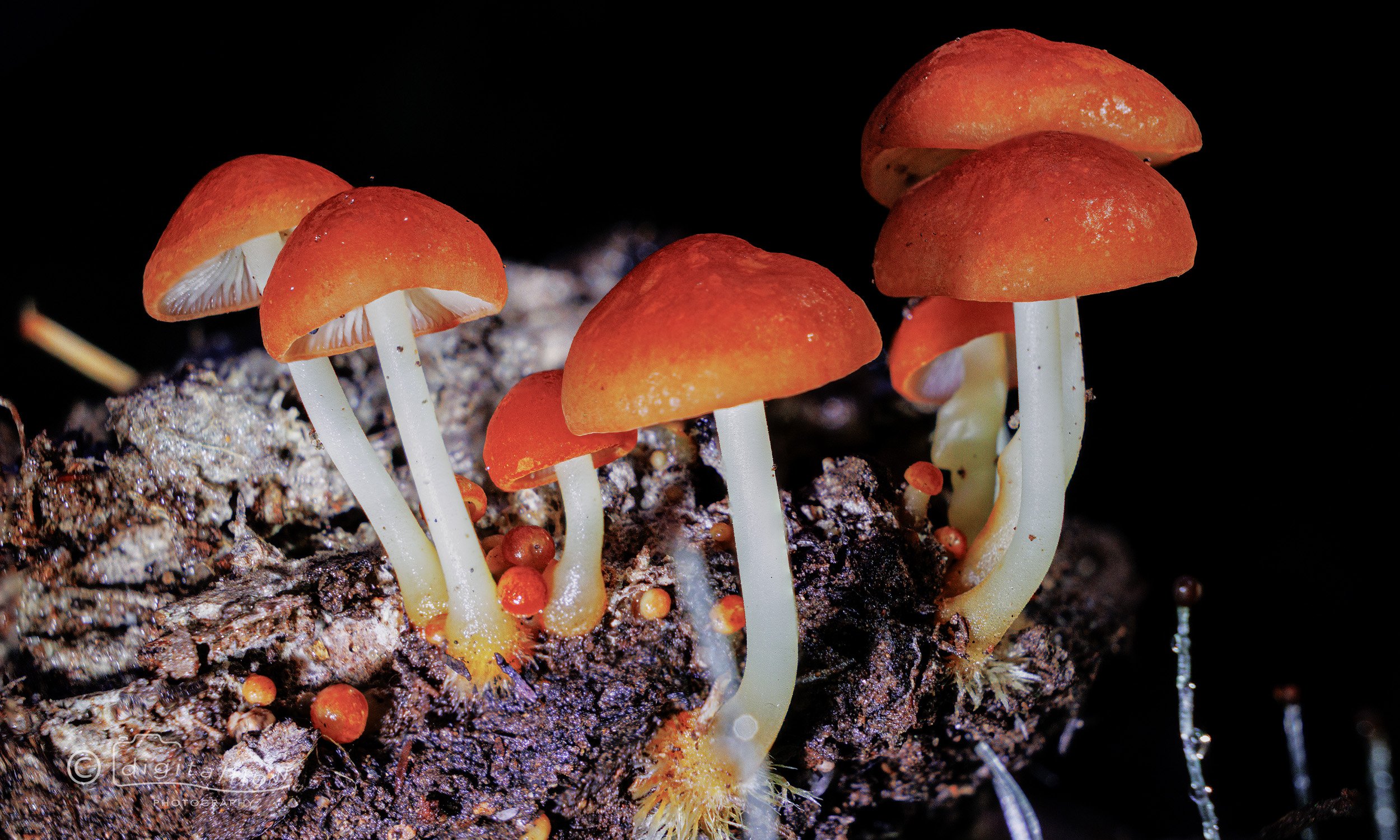 Orange Fungi