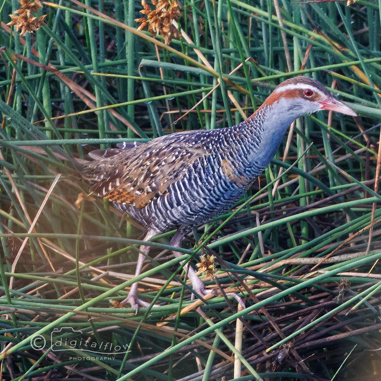 Buff Banded Rail