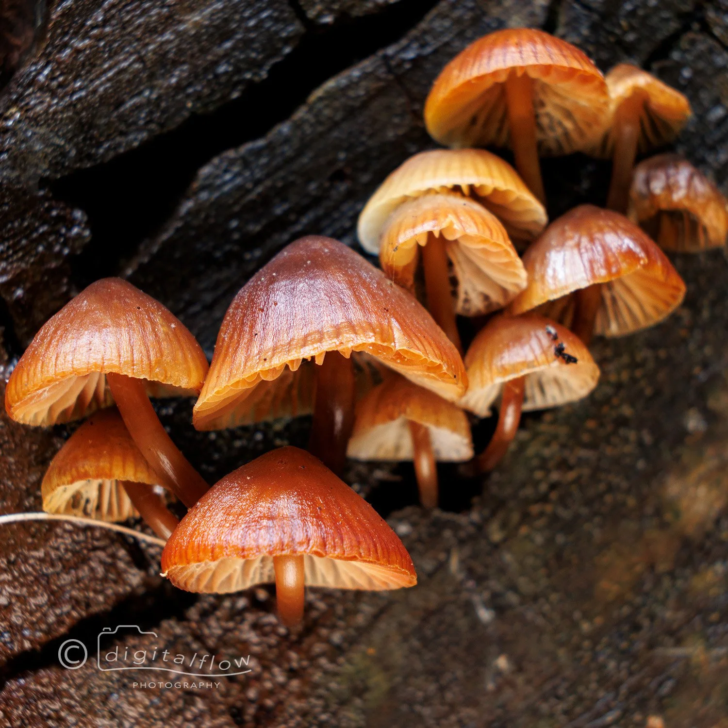 Brown Fungi.jpg