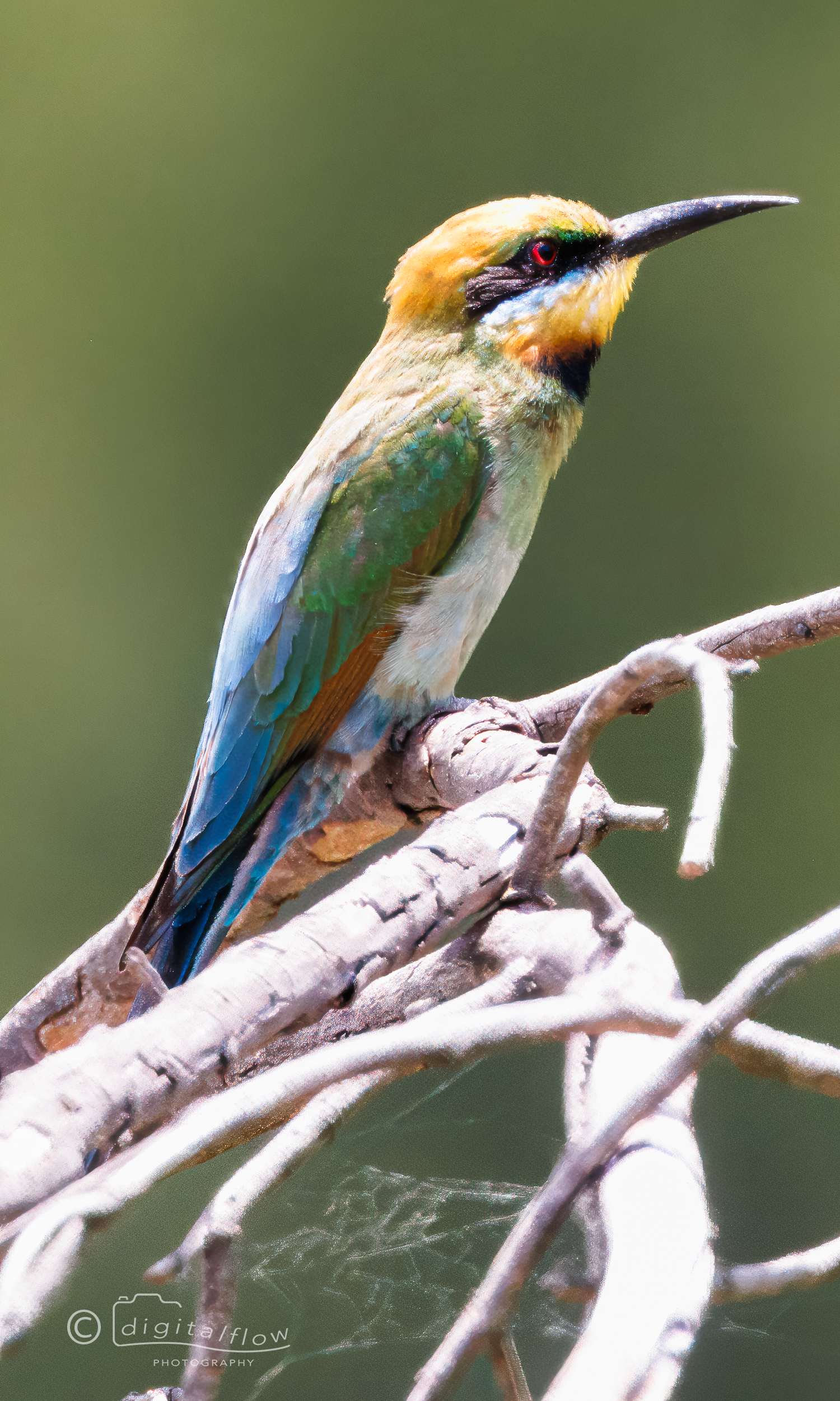 Rainbow Bee-eater