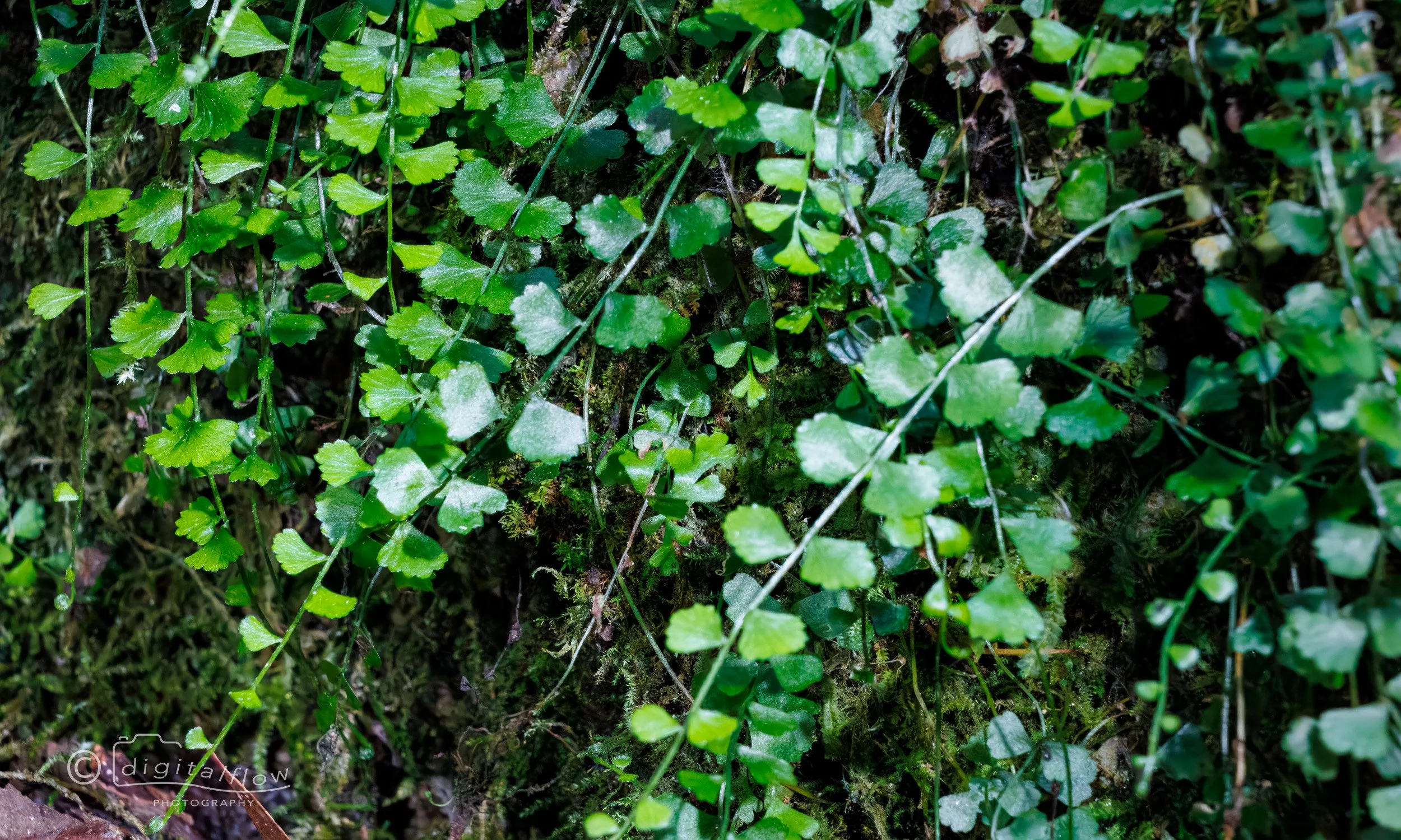 Maidenhair Fern