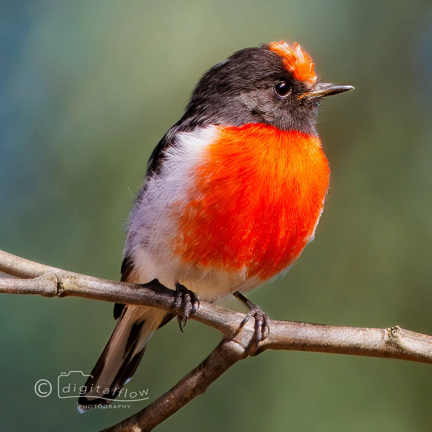 Red-capped Robin