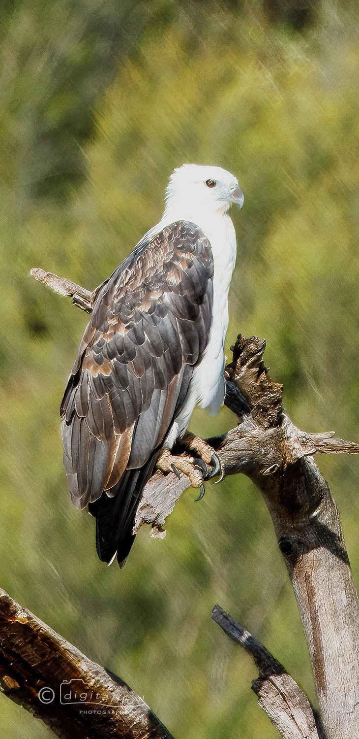 White-bellied Sea Eagle