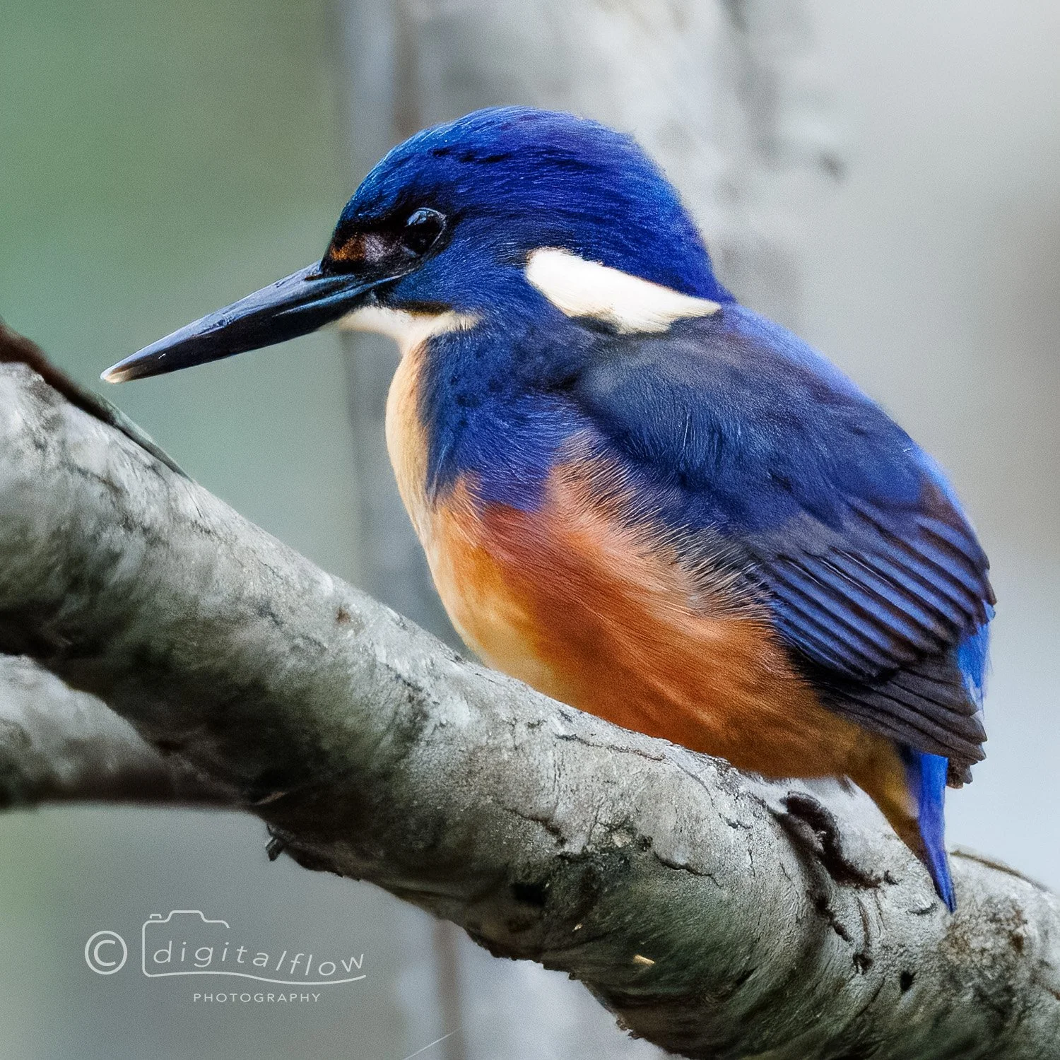 Azure Kingfisher