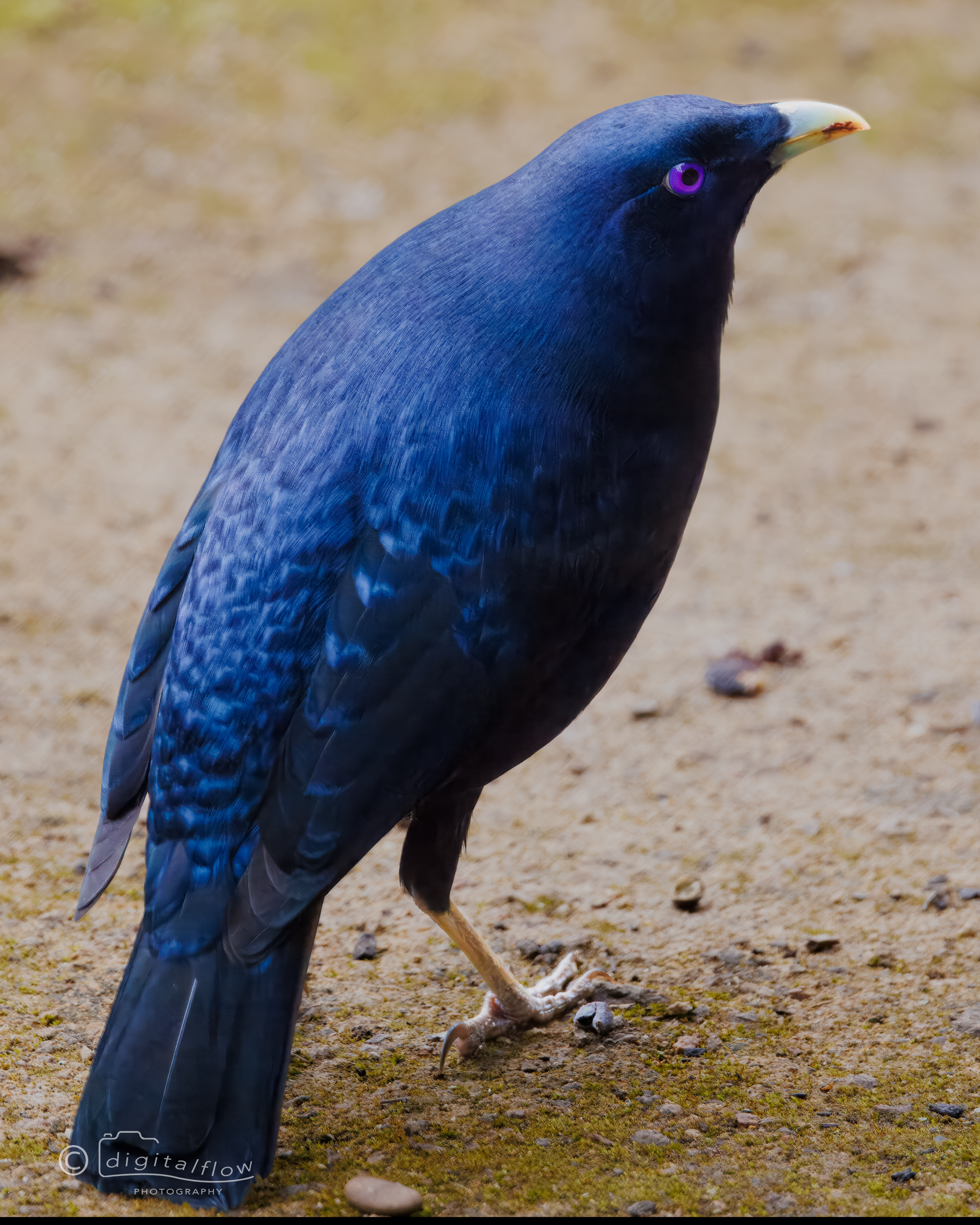 Satin Bowerbird