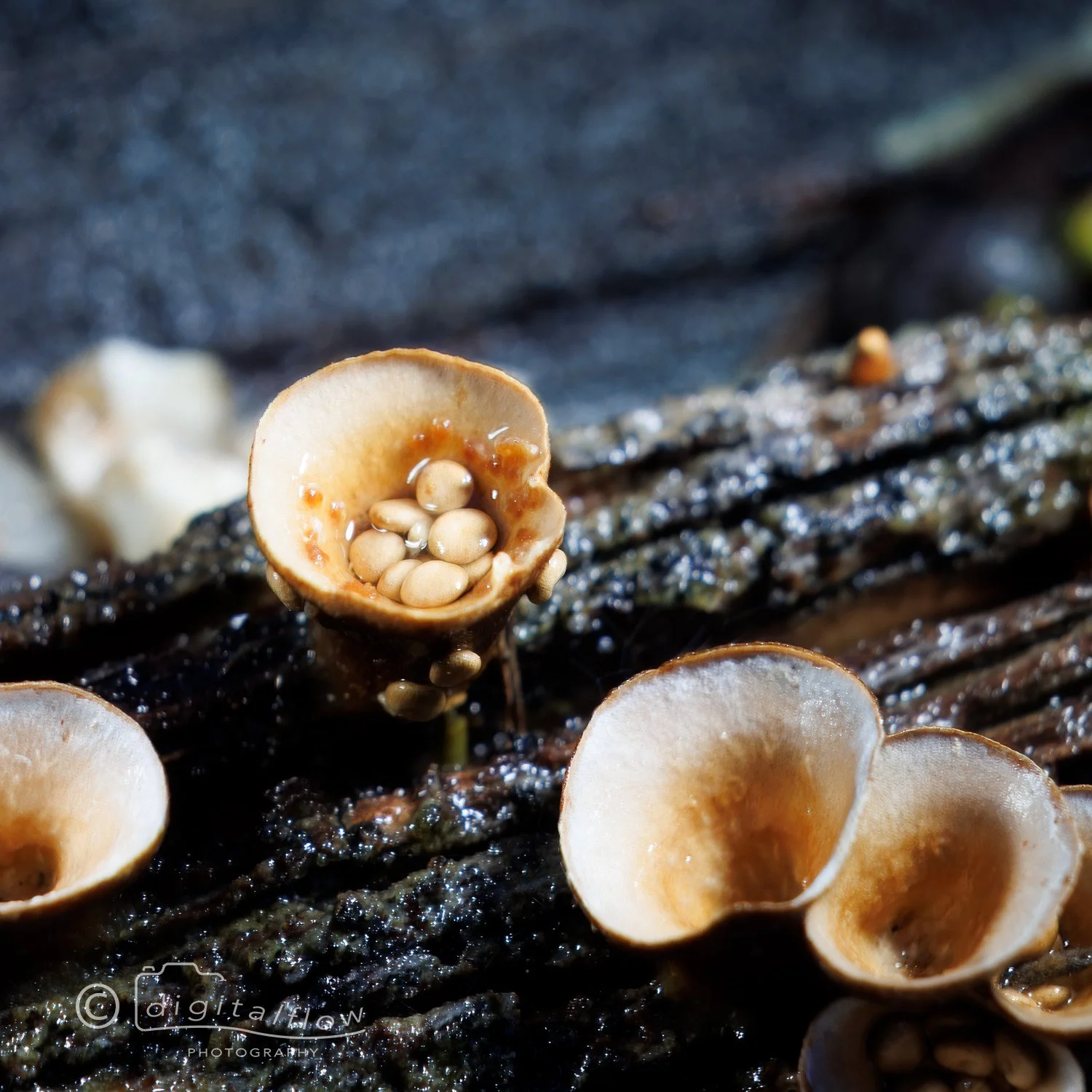 Birds Nest Fungi
