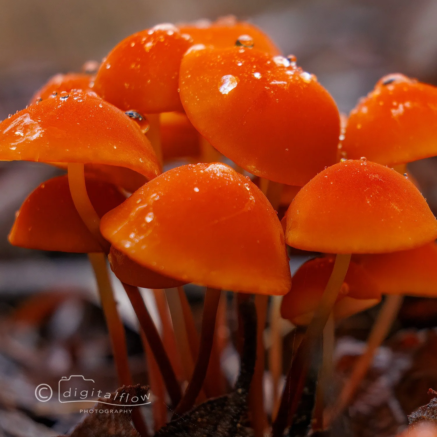 Orange Fungi