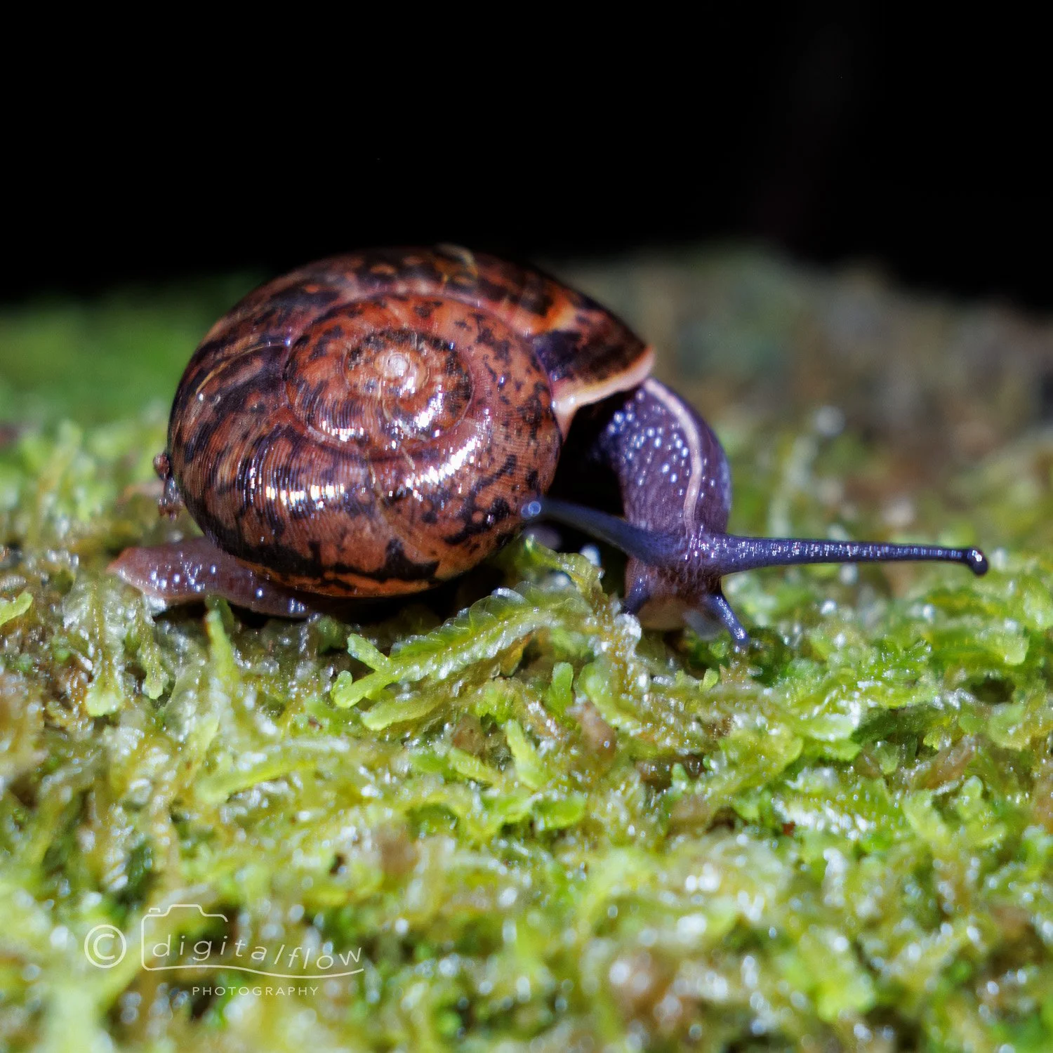 Native Snail