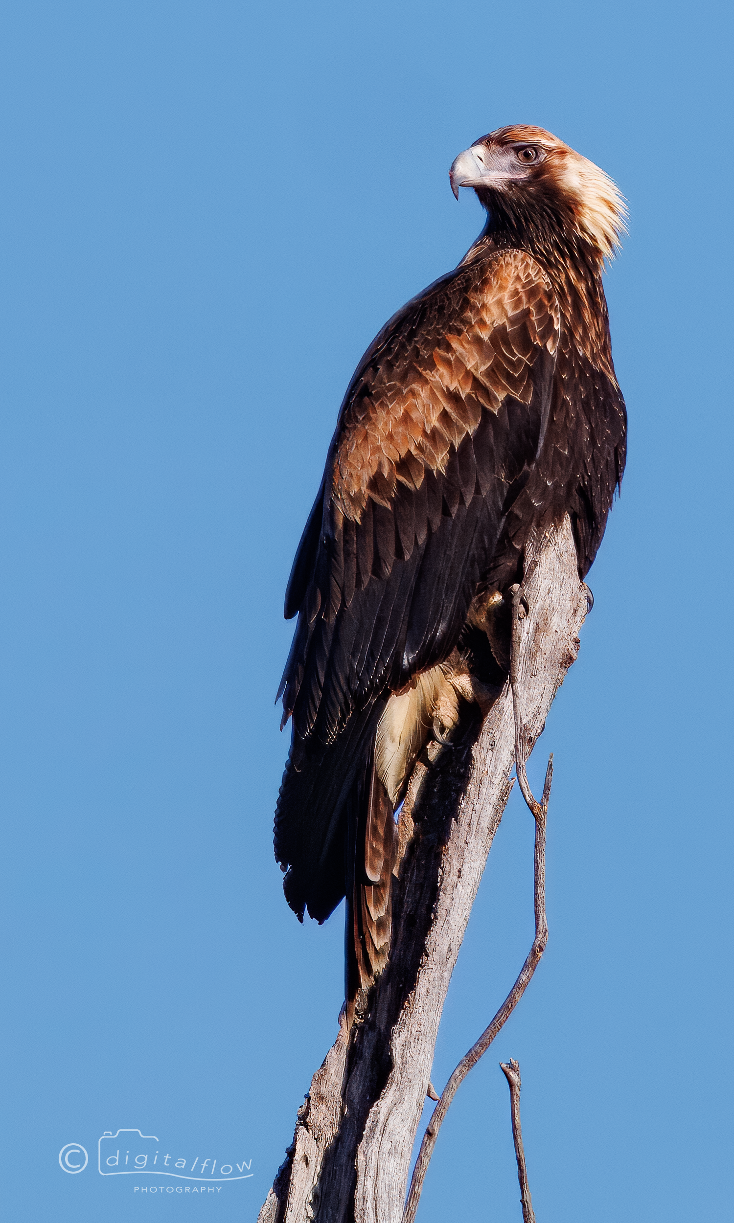 Wedge-tailed Eagle