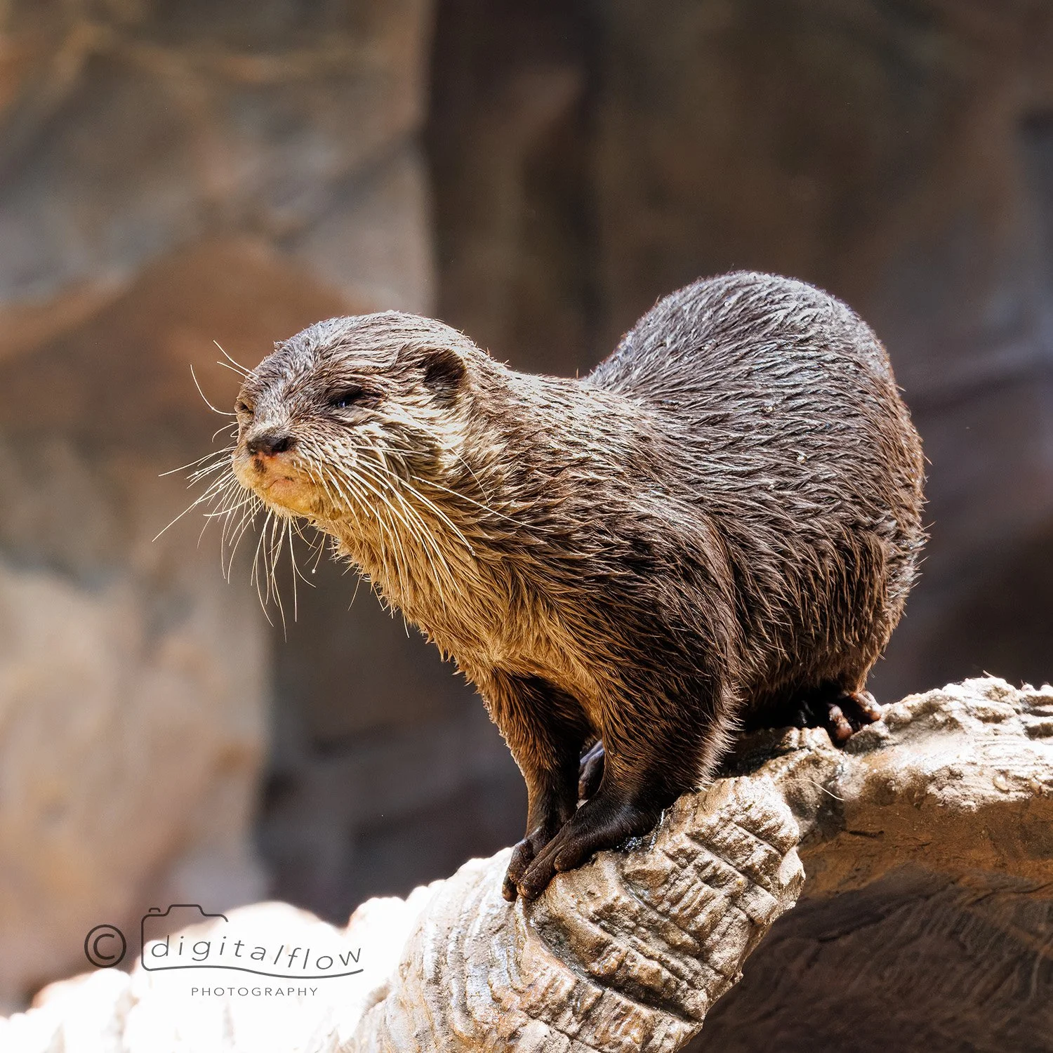 Asian Otter