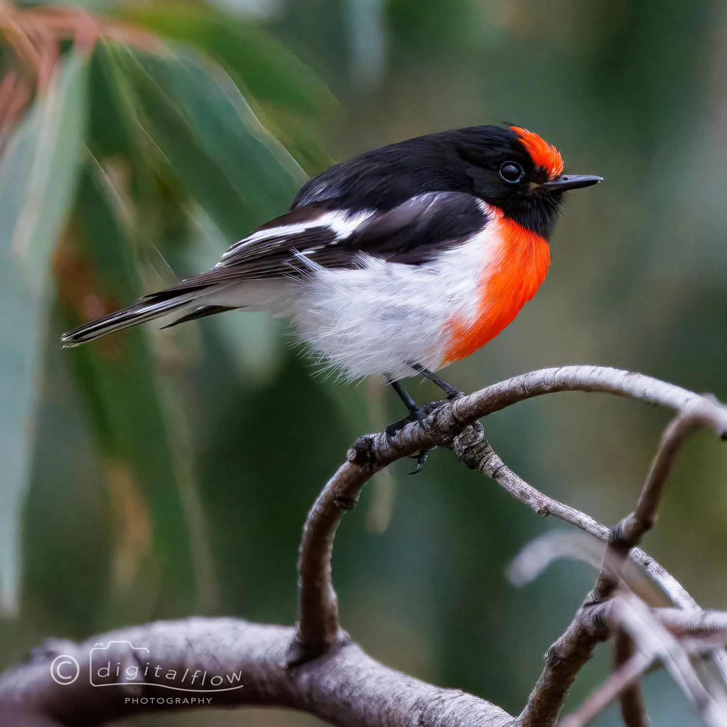 Red-capped Robin