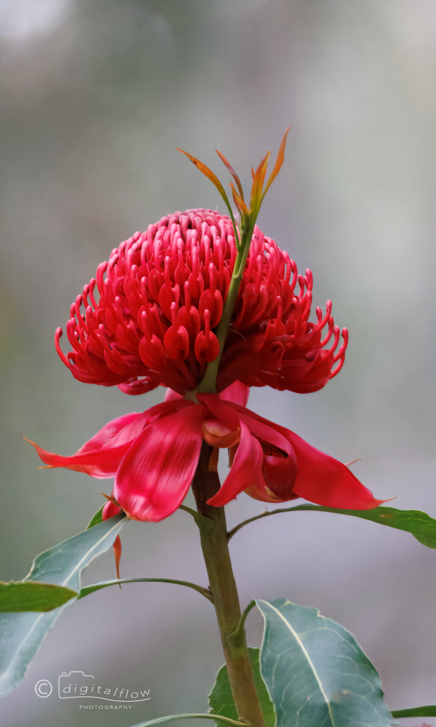 Waratah