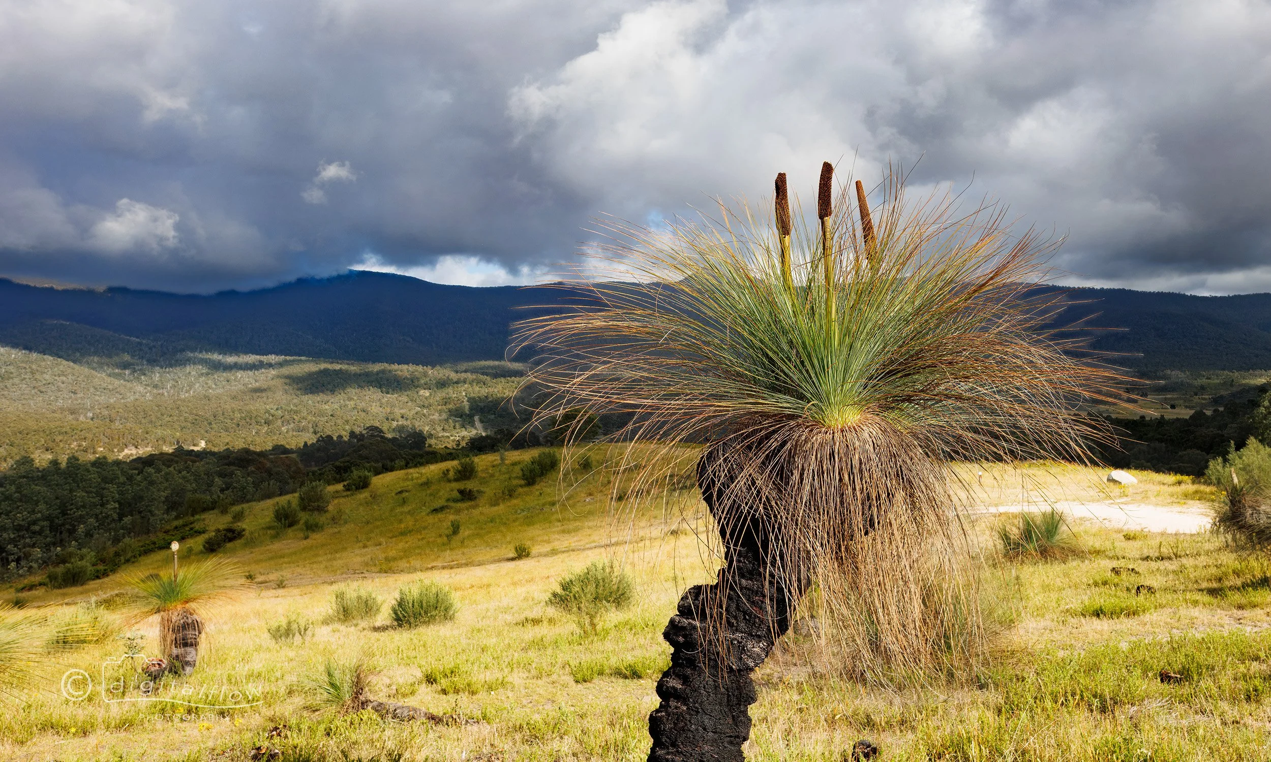 Tidbinbilla Grass Trees