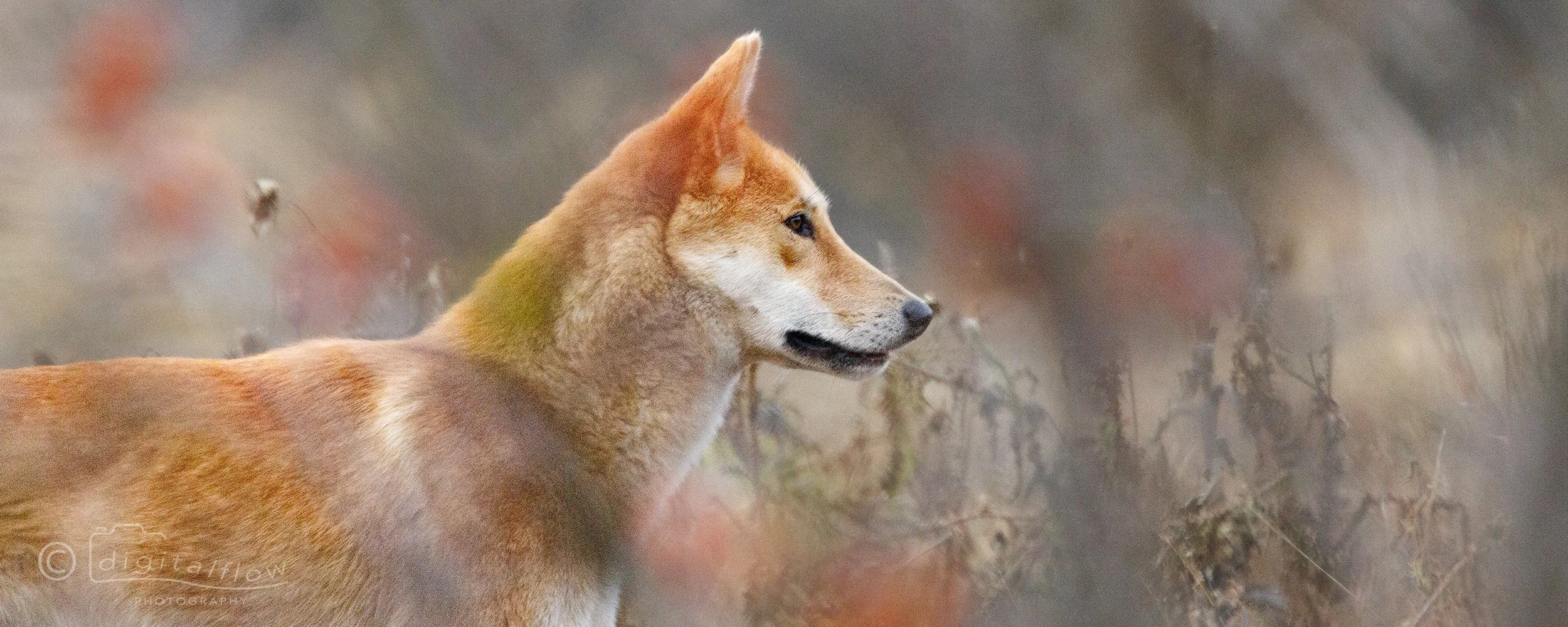 Australian Dingo