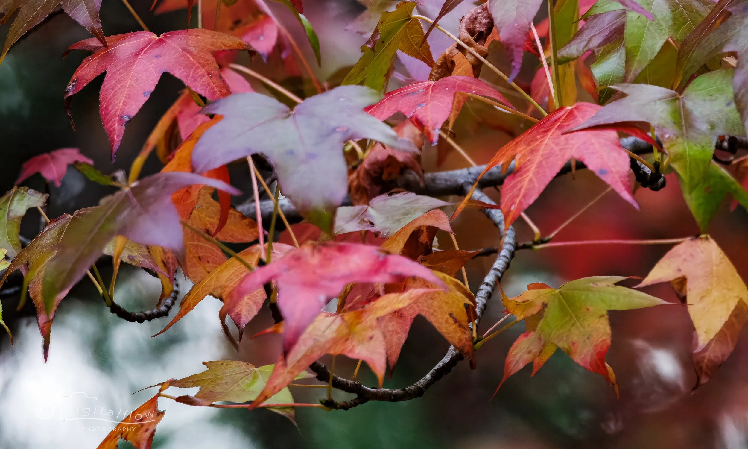 Autumn