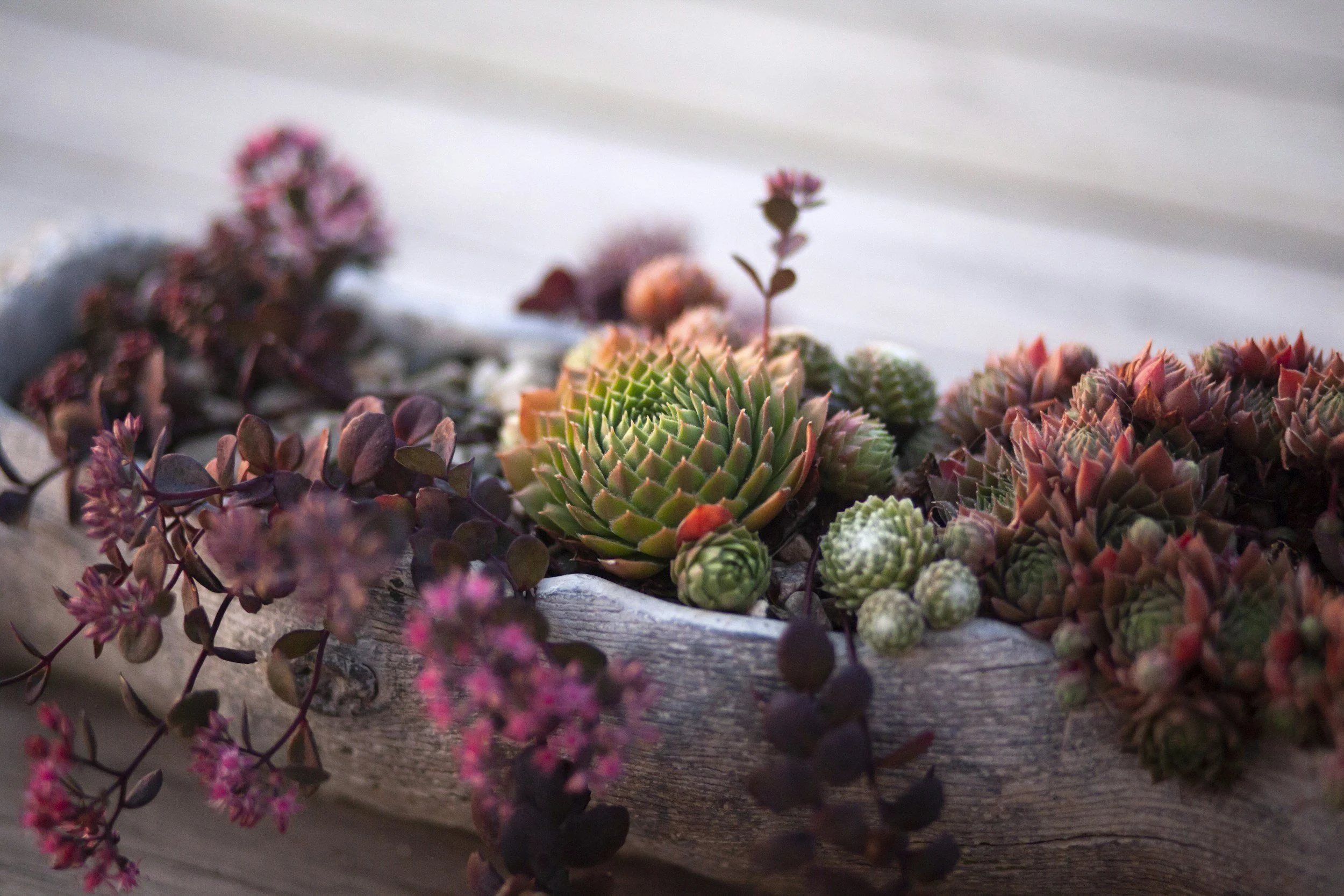 Close-up of various succulents and low-growing plants in a rustic wooden container.