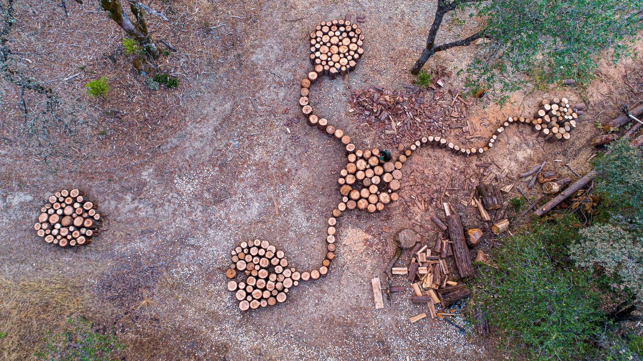 Forest Connections, 2017, Nevada City