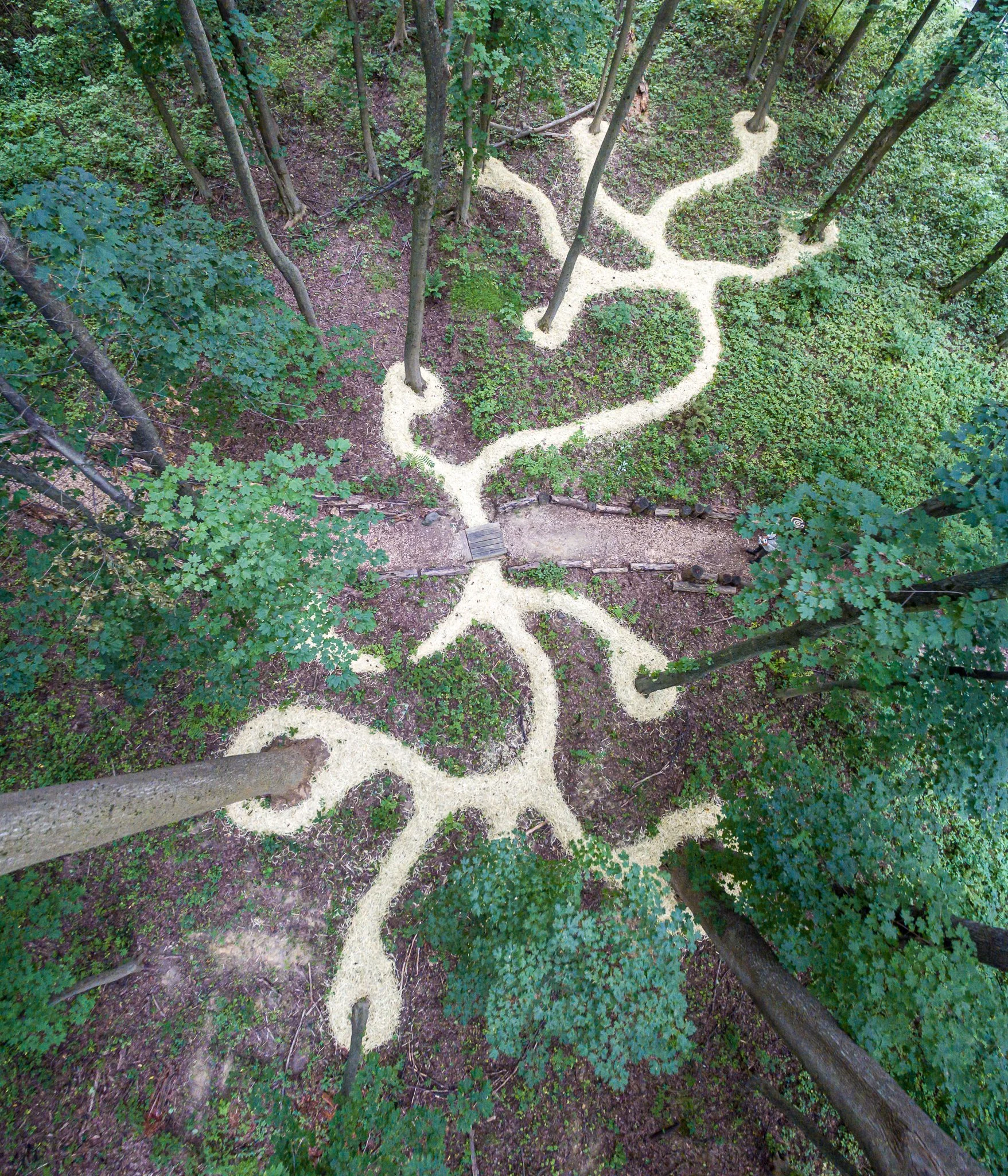 An aerial view of a forest with a winding gravel pathway creating a branching pattern amidst green trees and foliage.
