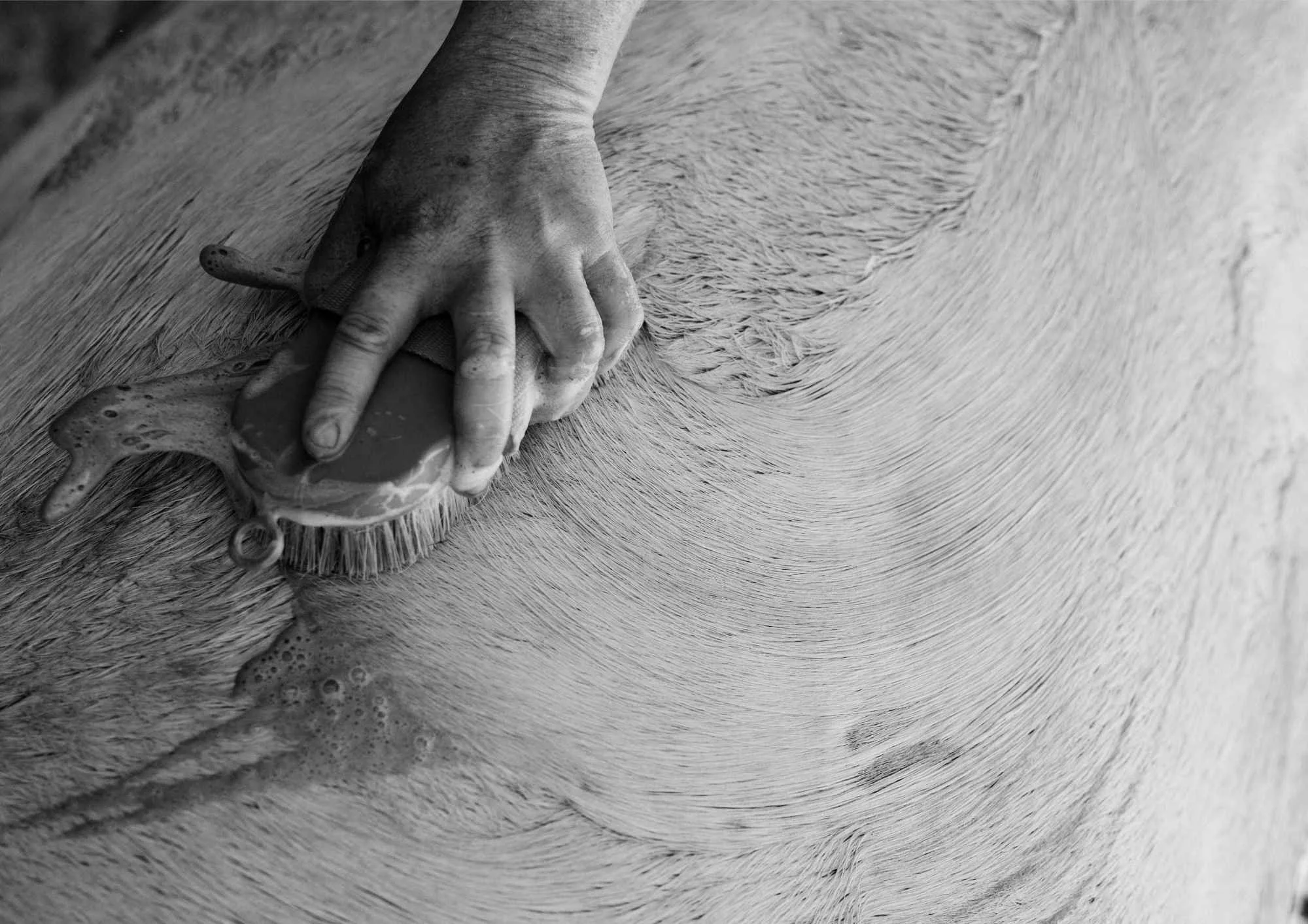 Preparing Your Horse for Portraits