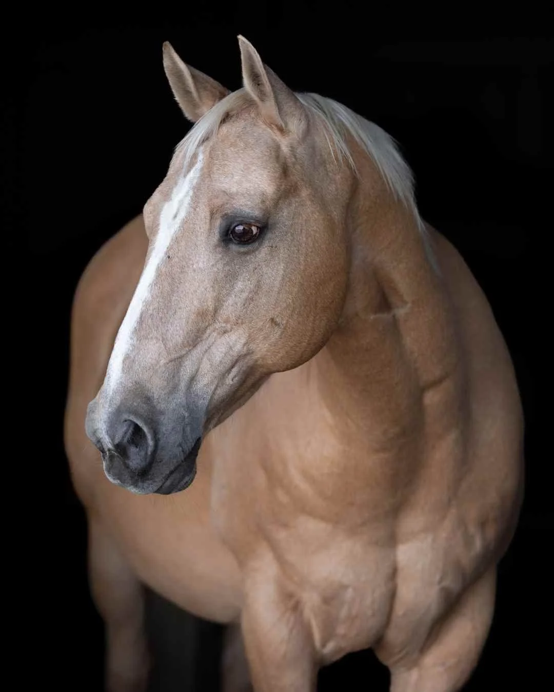 horse photographer rotorua A close-up of a light brown horse with a white mane on a black background.