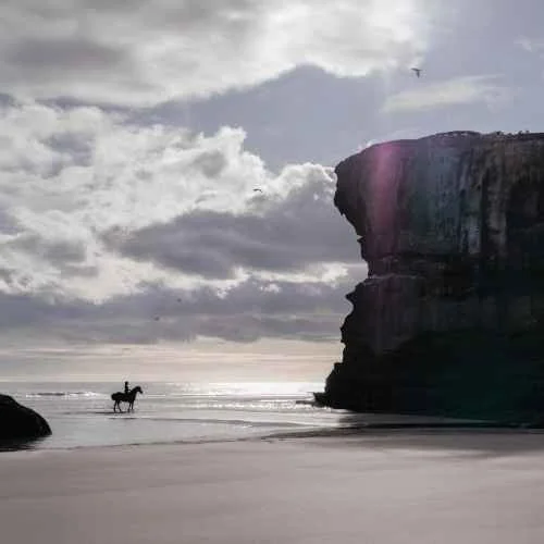 creative-horse-portrait