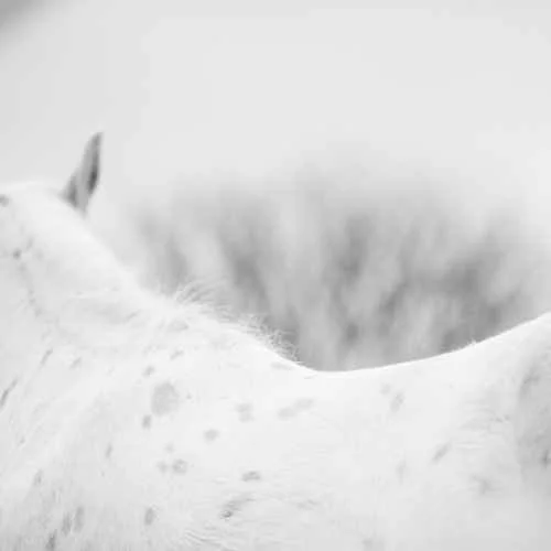 fine-art-equine-photo