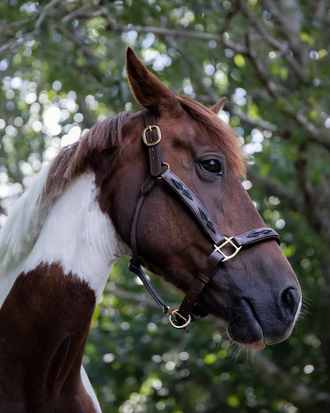 horse portrait photography Close-up of a brown and white horse wearing a halter, with a background of green leafy trees.