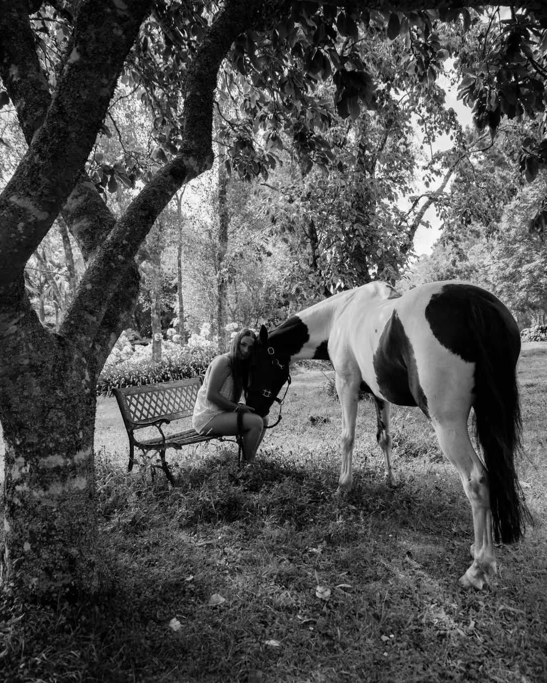 north island family photographer captures A woman sitting on a park bench under a tree with a black and white horse next to her, in a scenic outdoor park setting.
