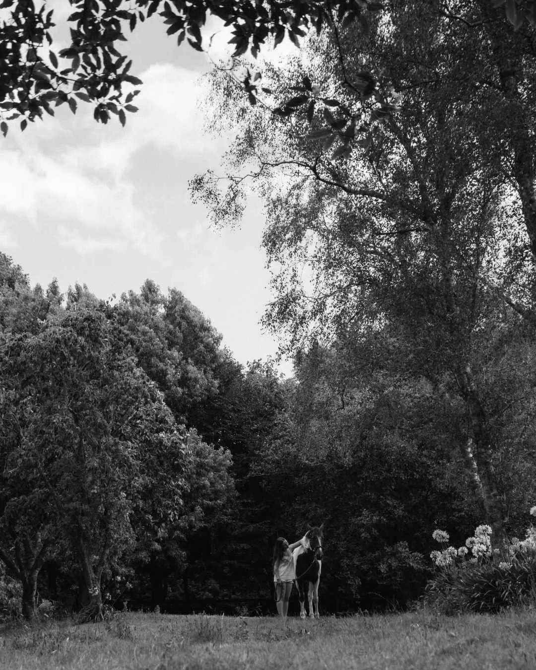 equine lifestyle portraits A person holding a horse's reins in a grassy area surrounded by trees.