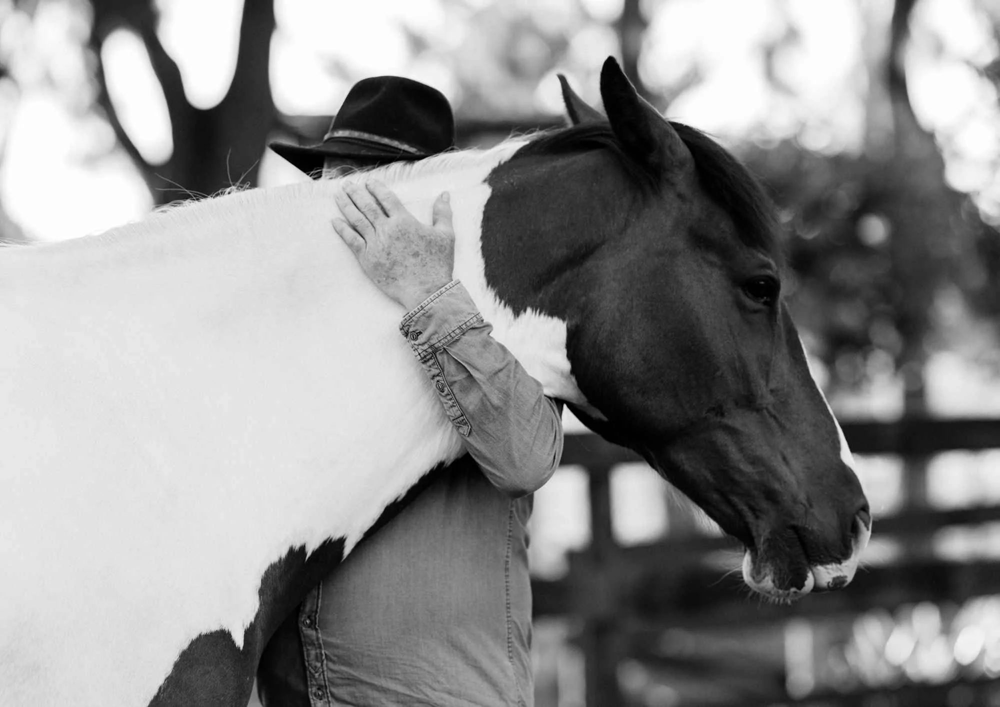 equine portraits new zealand A person wearing a hat and a long-sleeve shirt hugs a large, black and white horse.