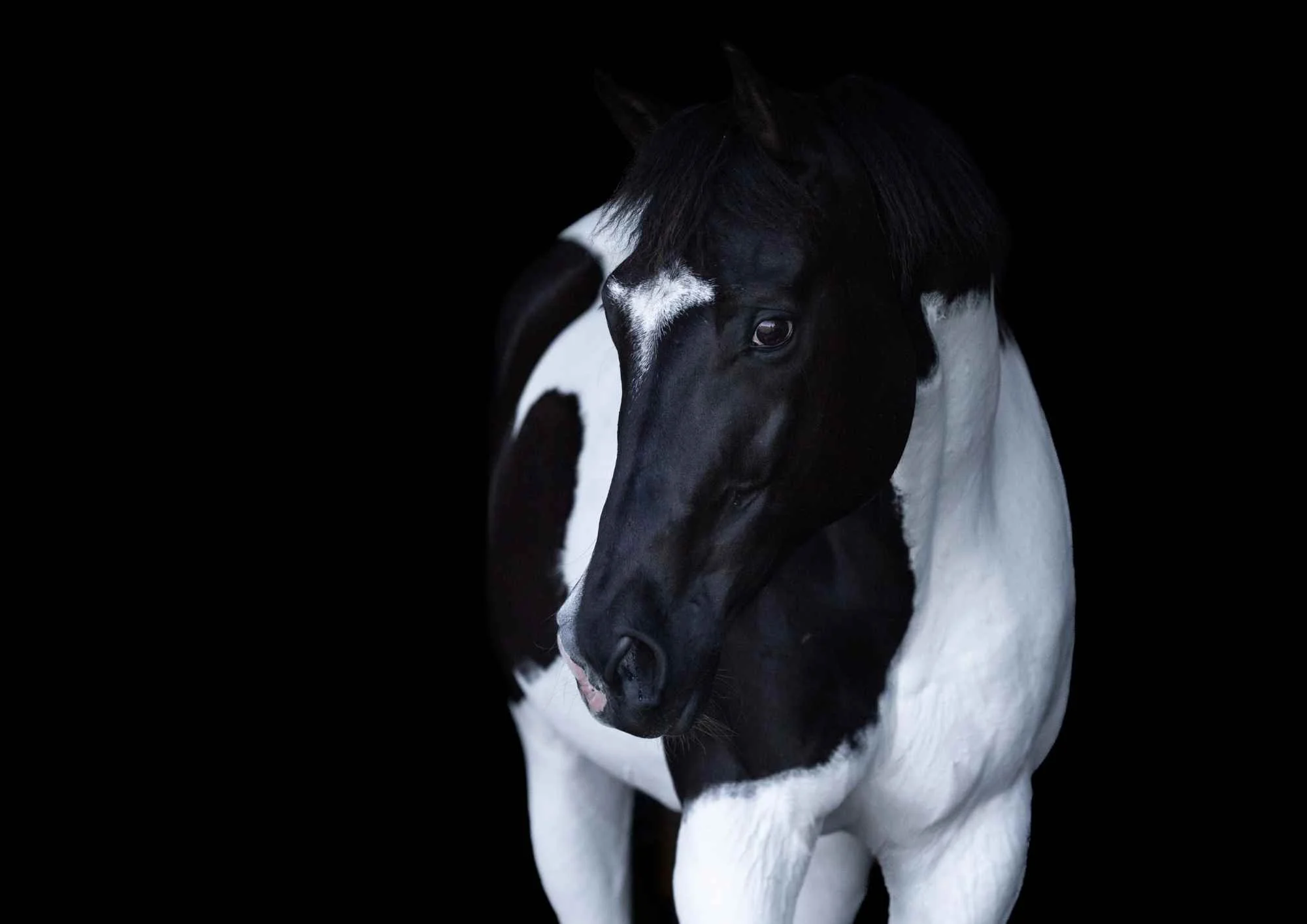 horse portraits new zealand A black and white horse with a predominantly black face, white markings, and a white body against a black background.