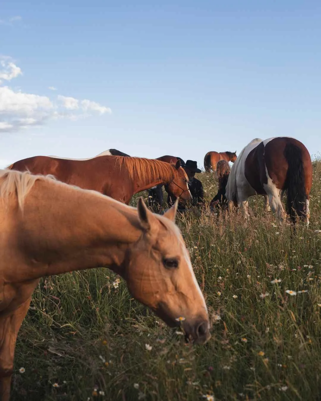 horse photos nz Group of horses grazing in a field with tall grass and wildflowers under a clear blue sky.