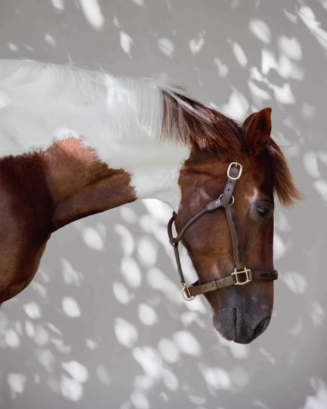 horse portrait photography Close-up of a brown and white horse standing with sunlight casting leaf-shaped shadows on the wall behind it.