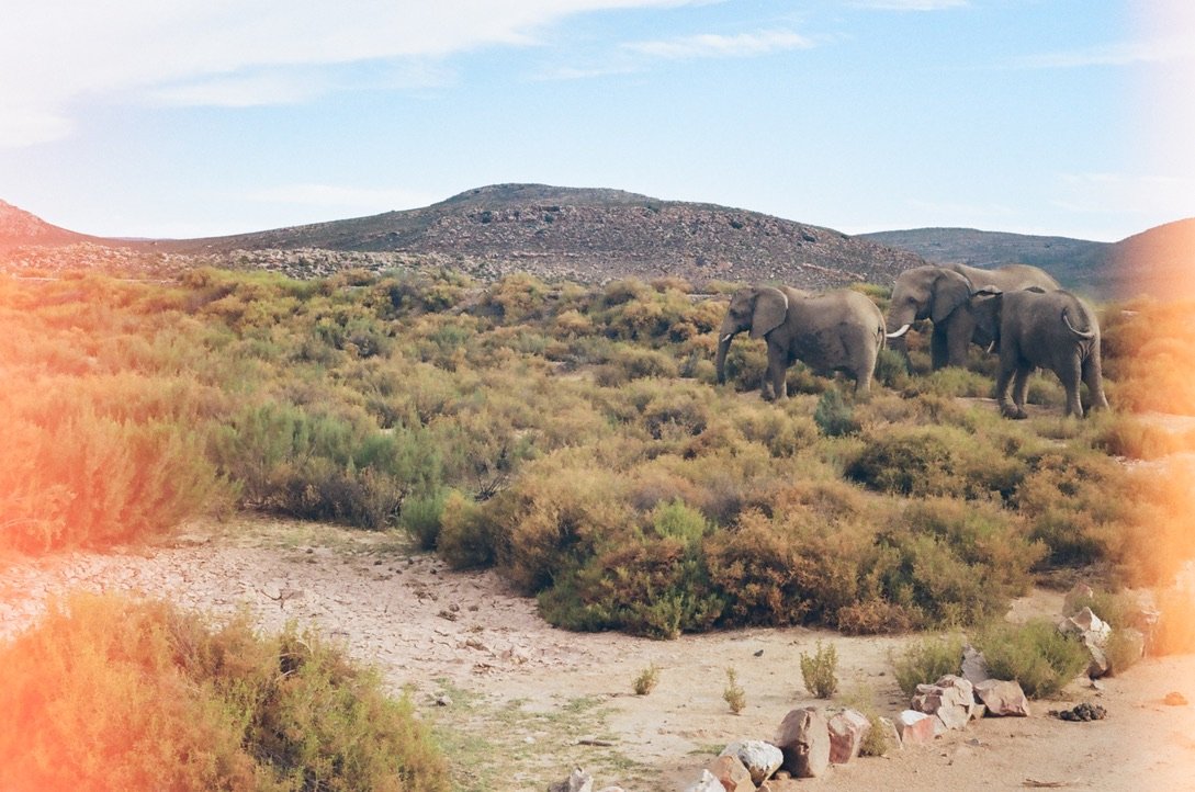 AQUILA, SOUTH AFRICA