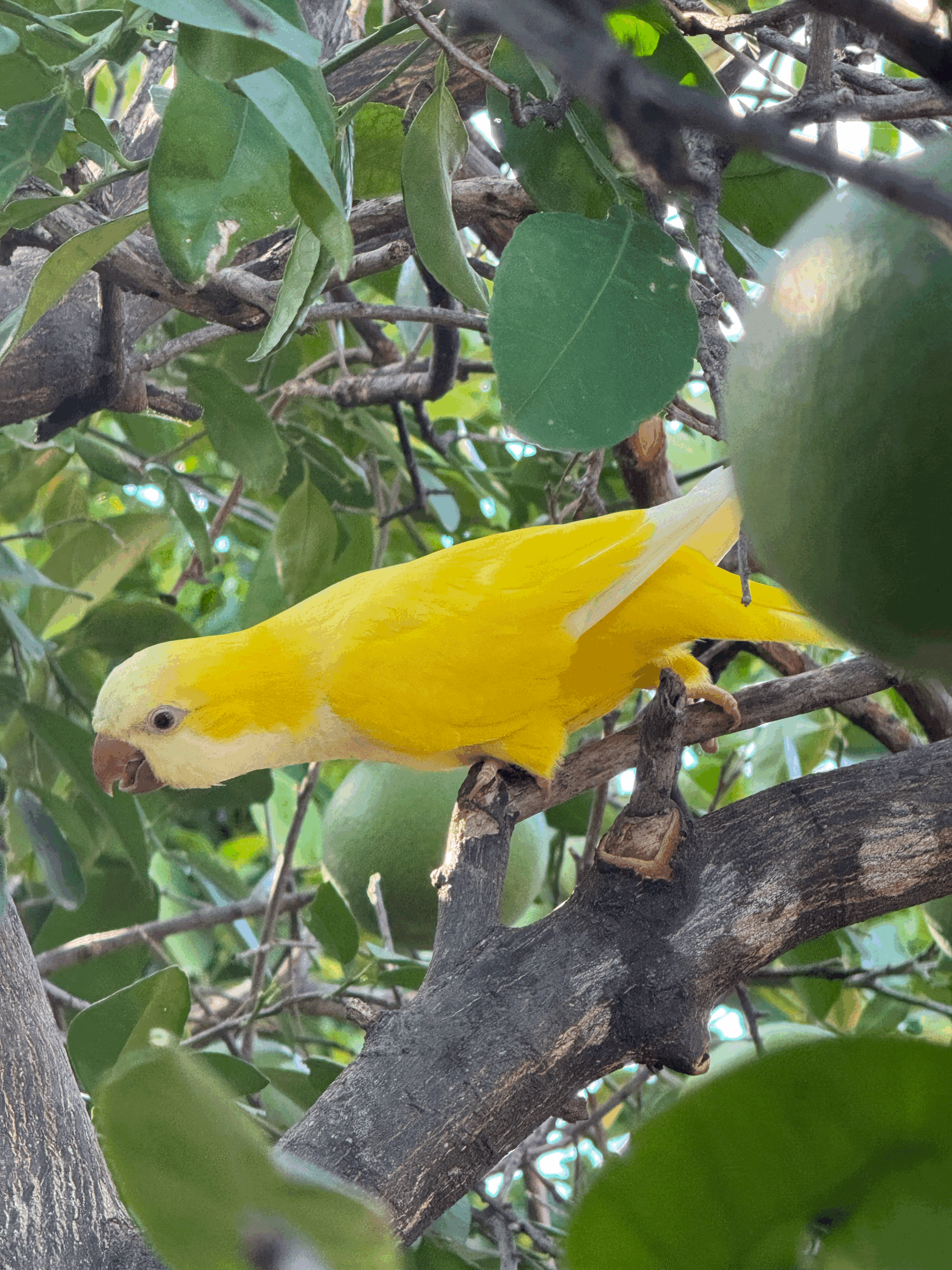 Lutino Quaker Parrot