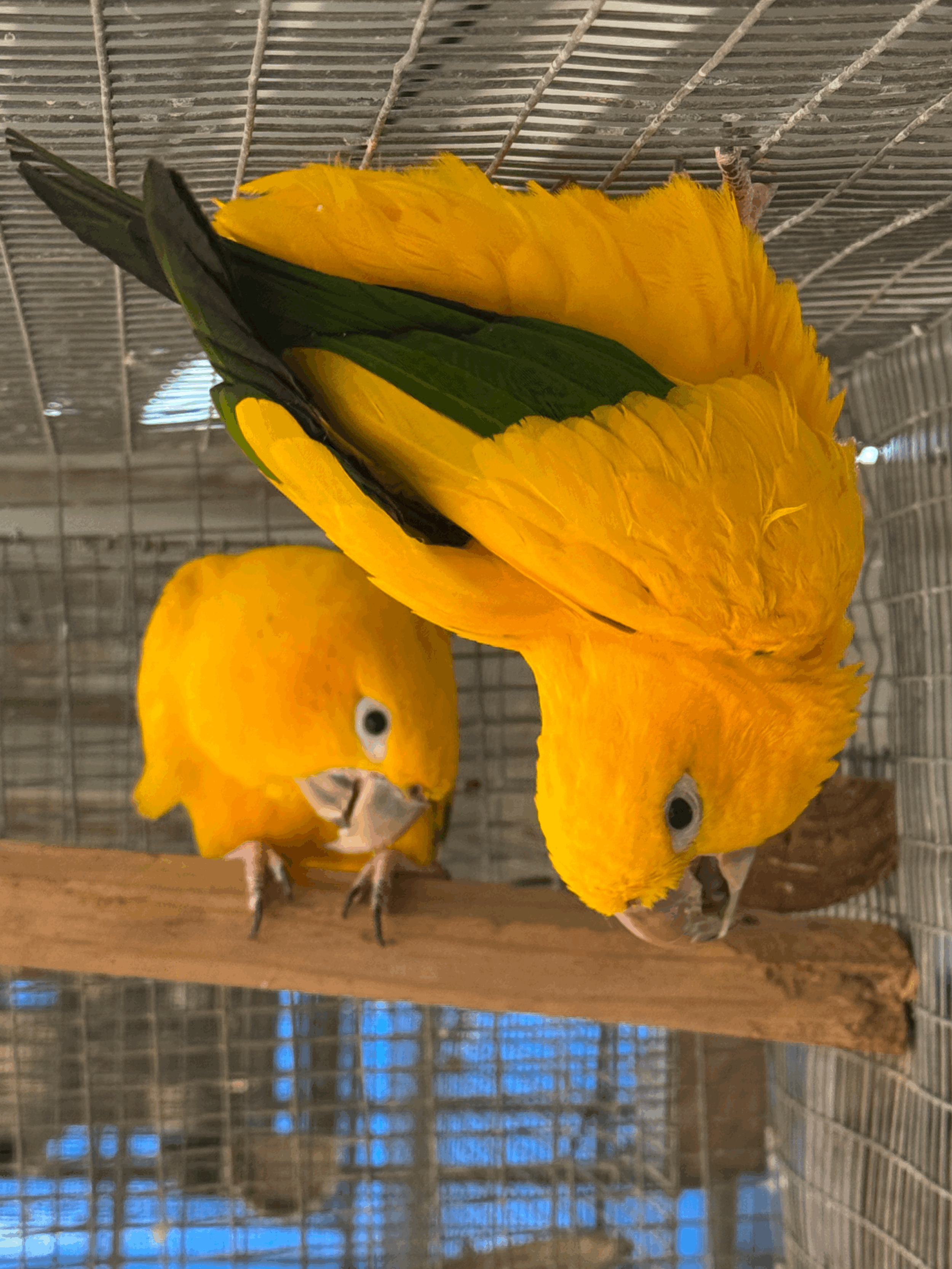 Golden Conures