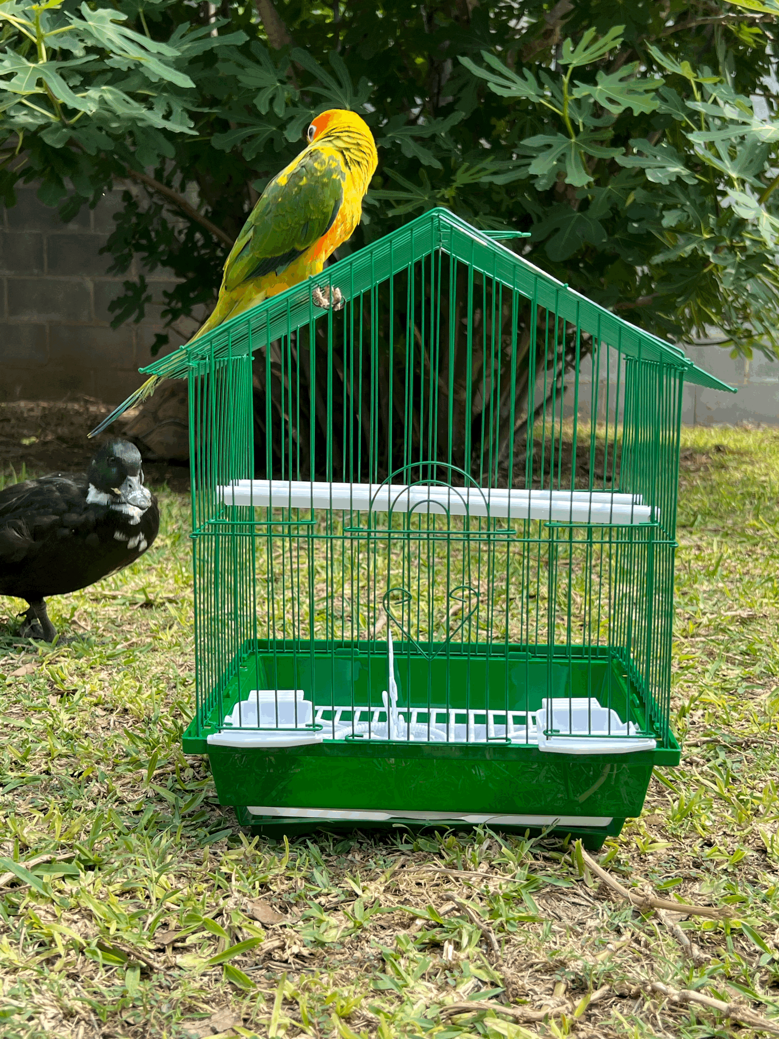 House Top Cage